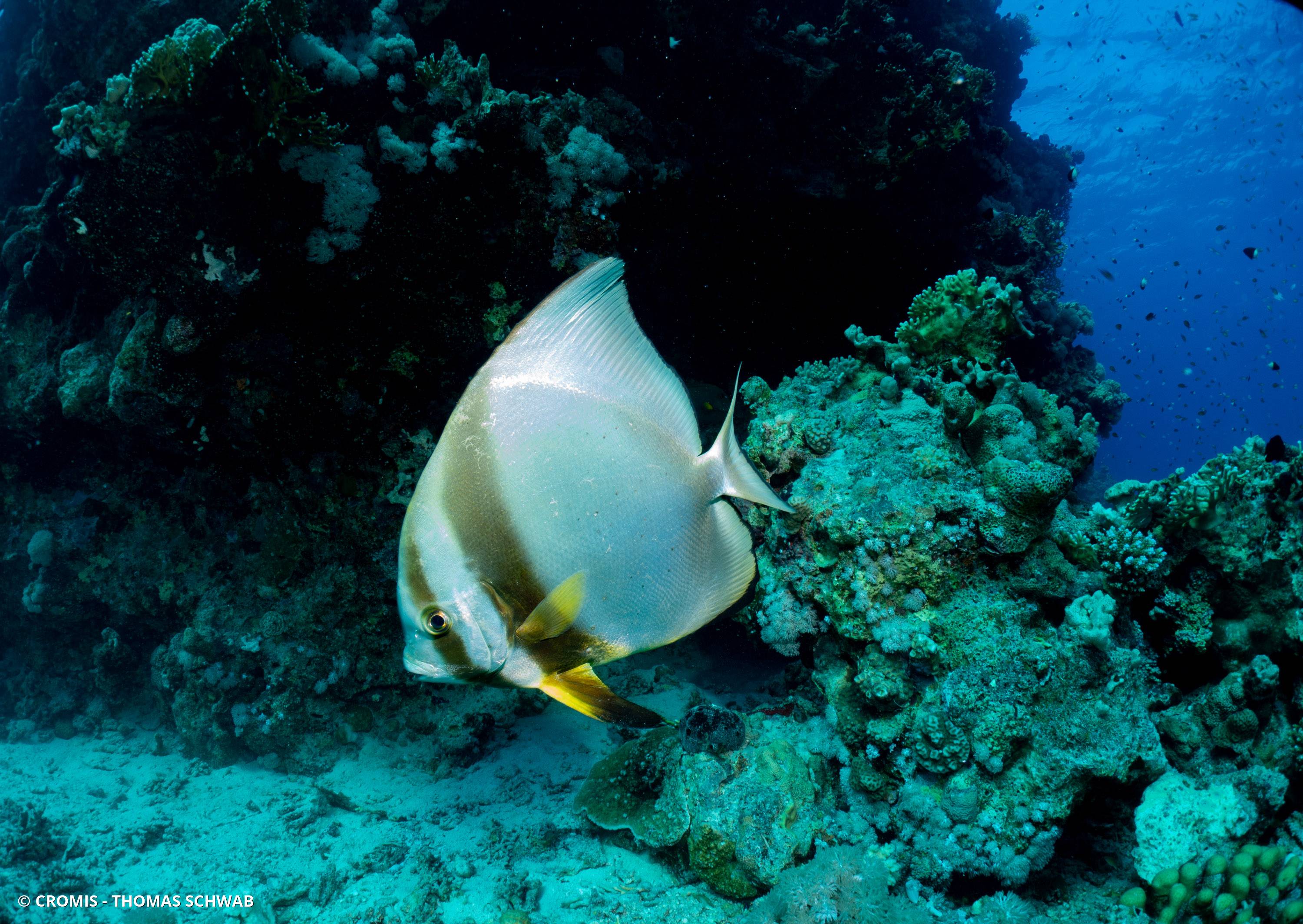 Platax orbiculaire