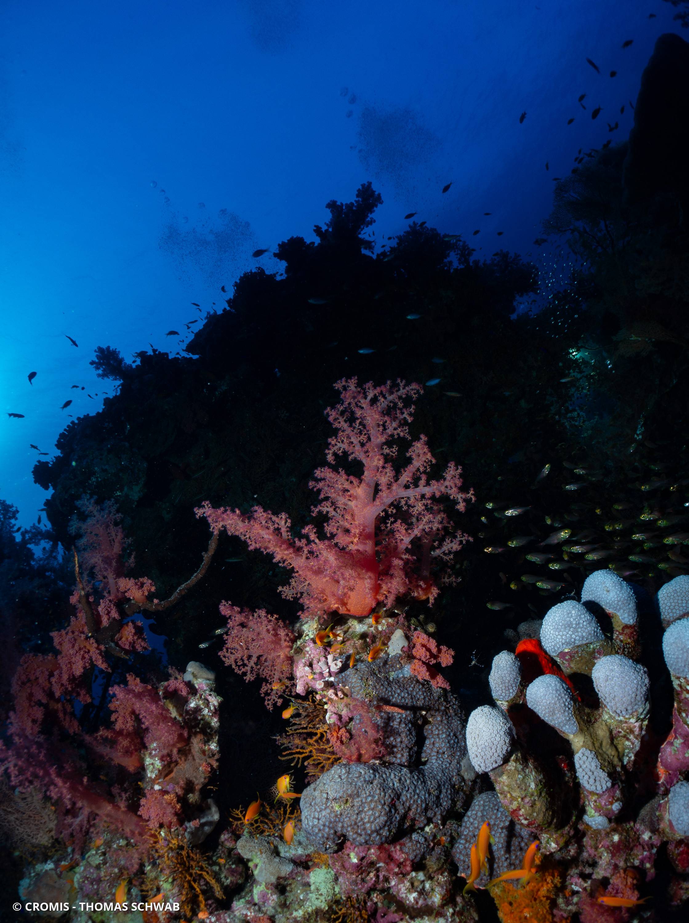 Alcyonaire arborescent