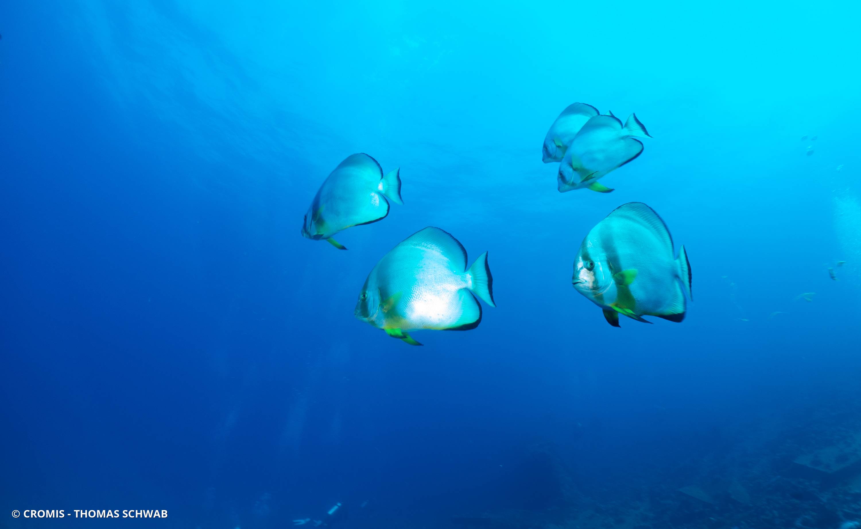 Platax orbiculaire