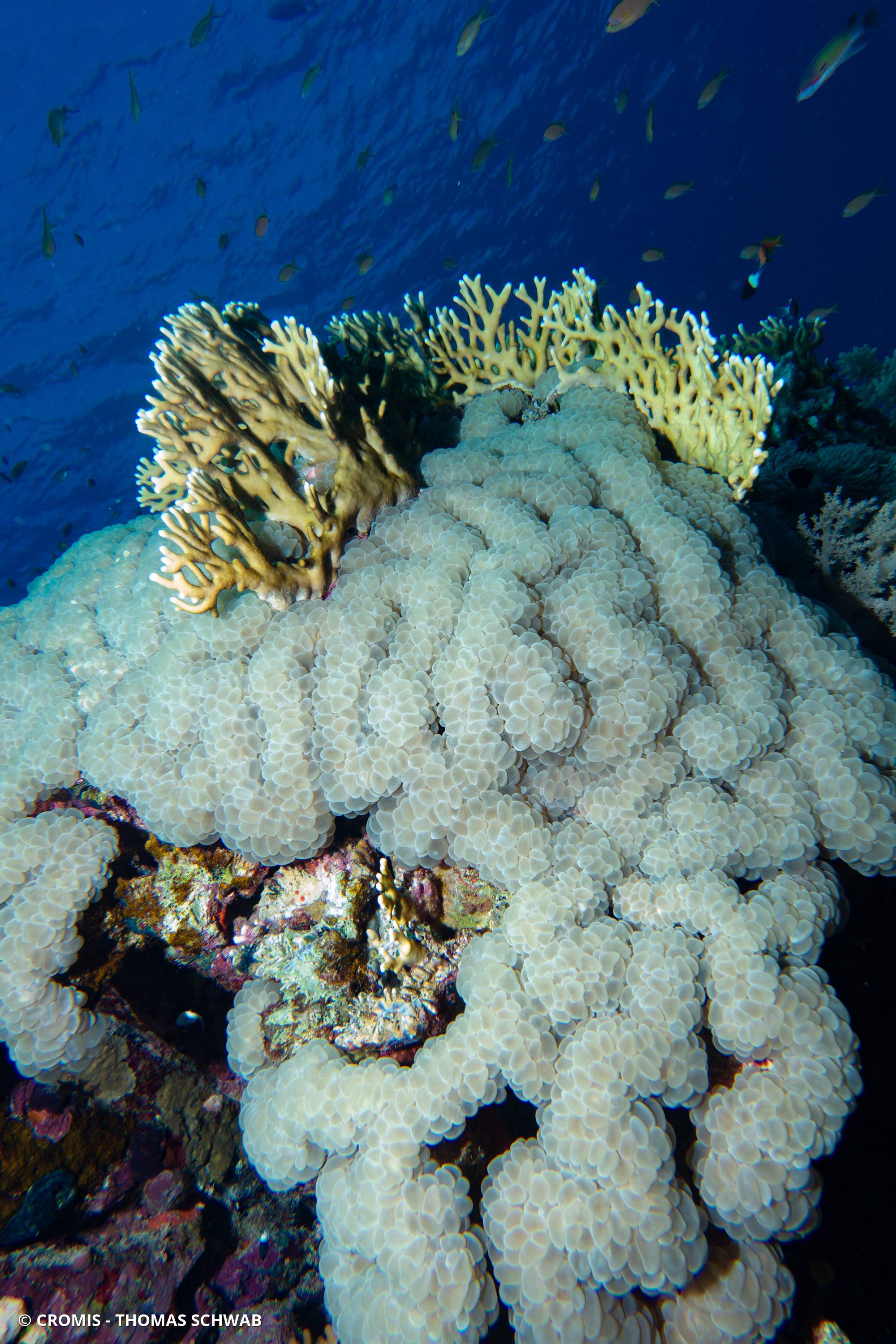 Corail à bulles sinueux