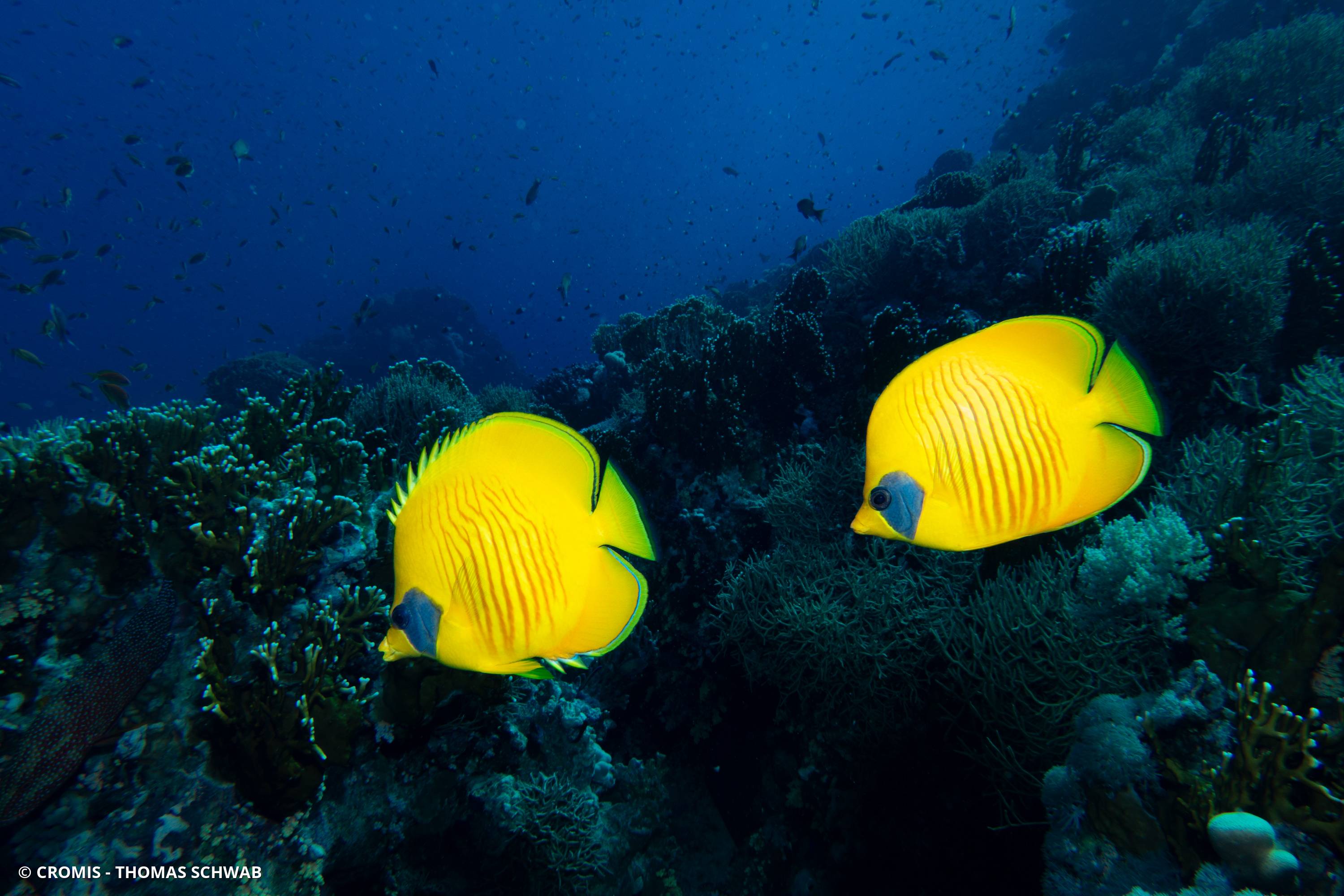 Poisson-papillon jaune masqué