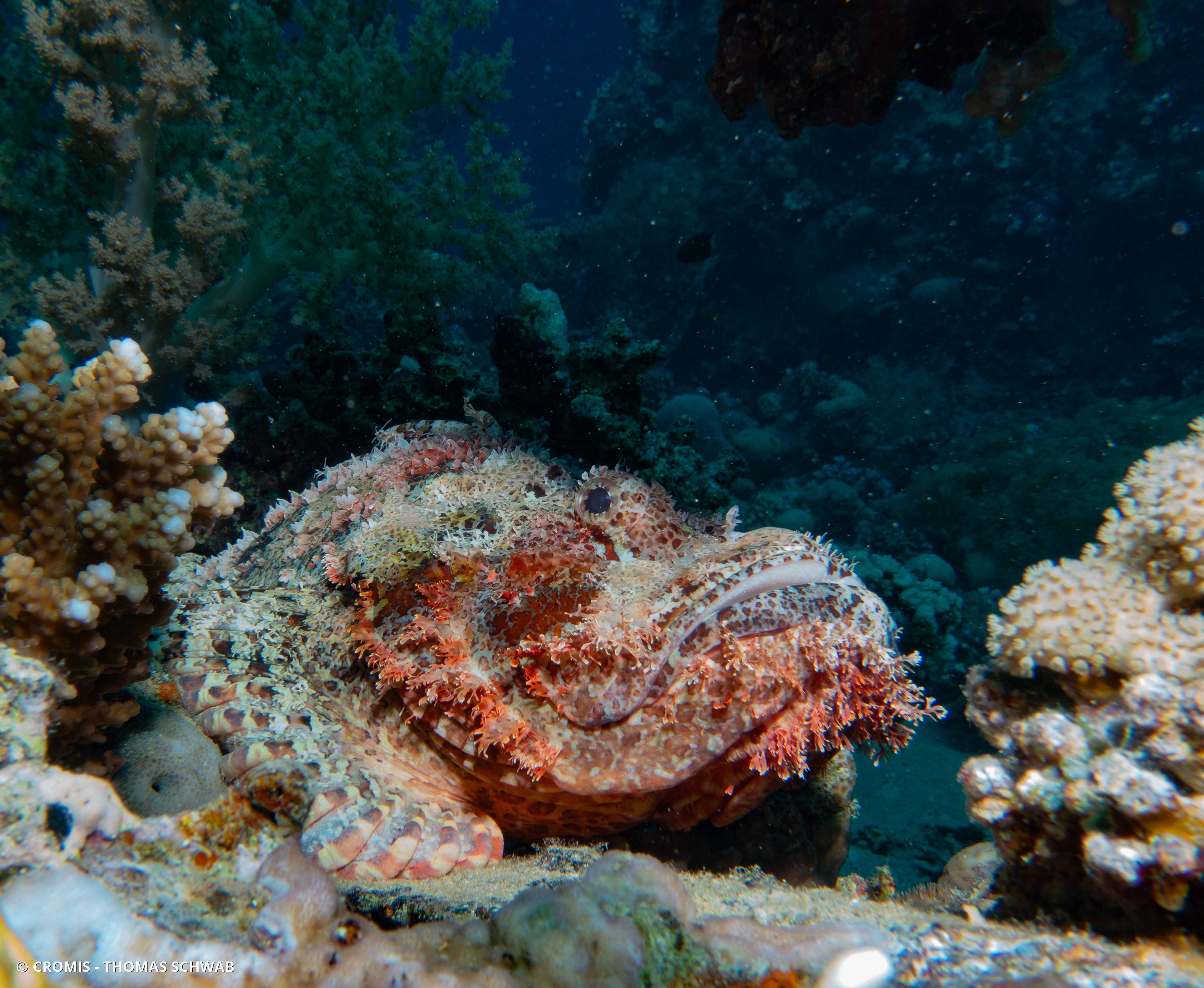 Poisson-scorpion à houppes