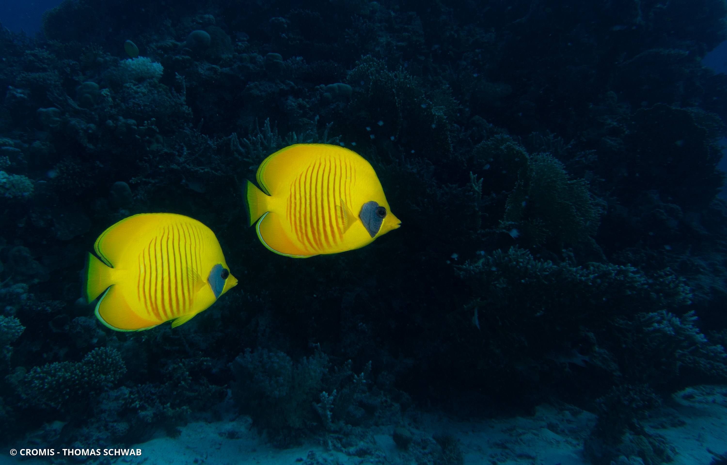 Poisson-papillon jaune masqué