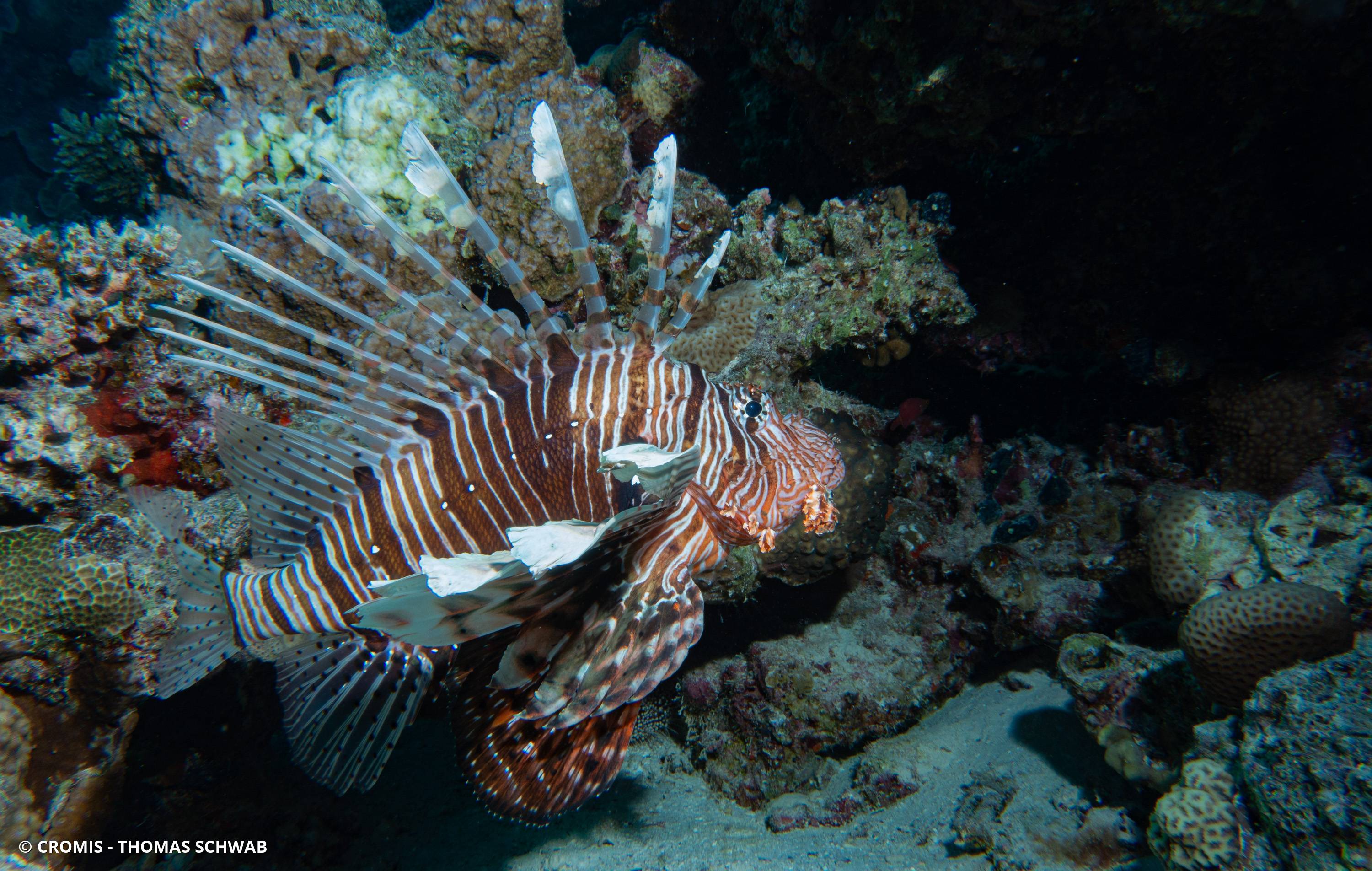 Poisson-lion de Mer Rouge