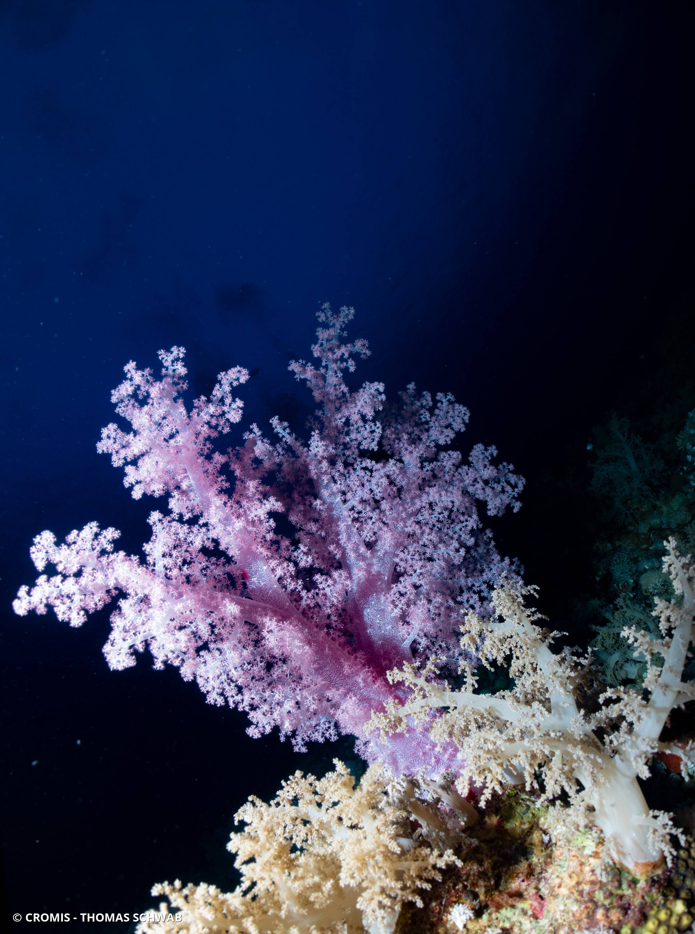 Alcyonaire épineux