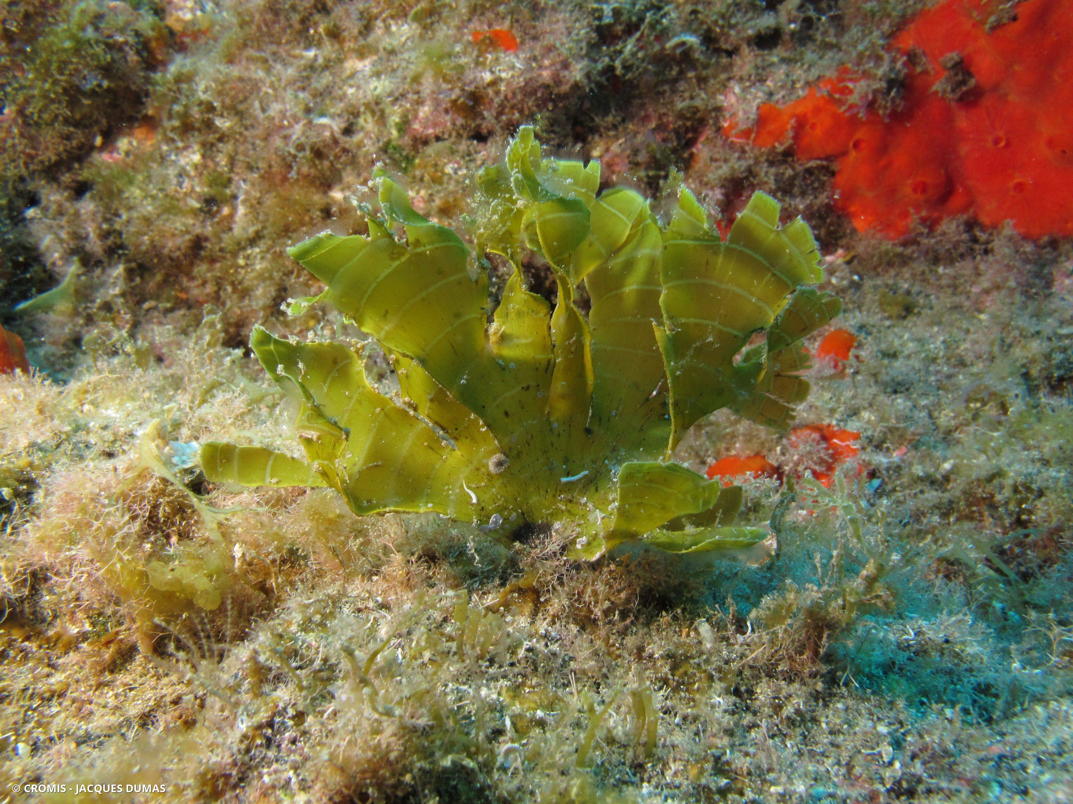 Stypopodium ceinturé