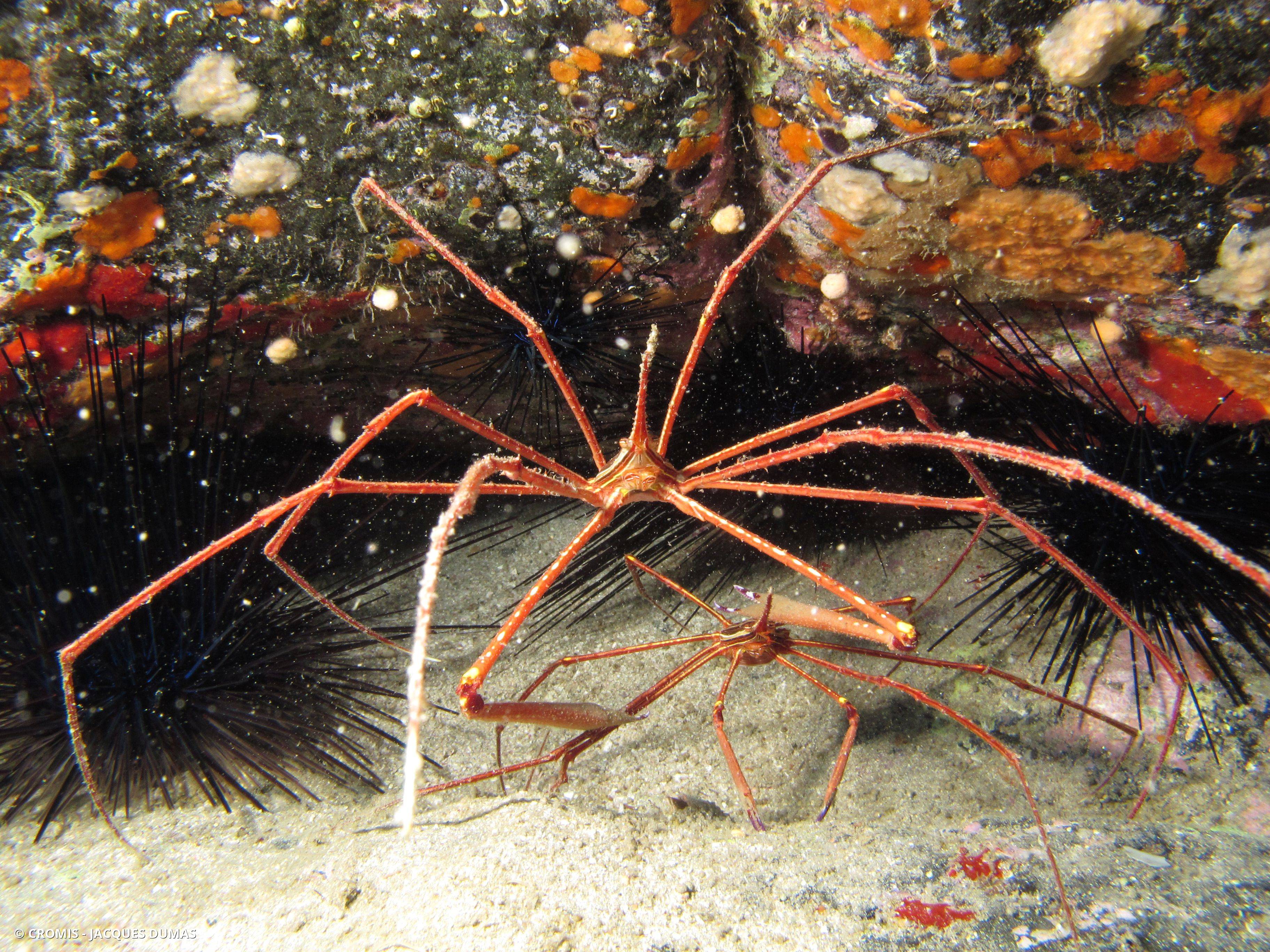 Crabe flêche macaronésien
