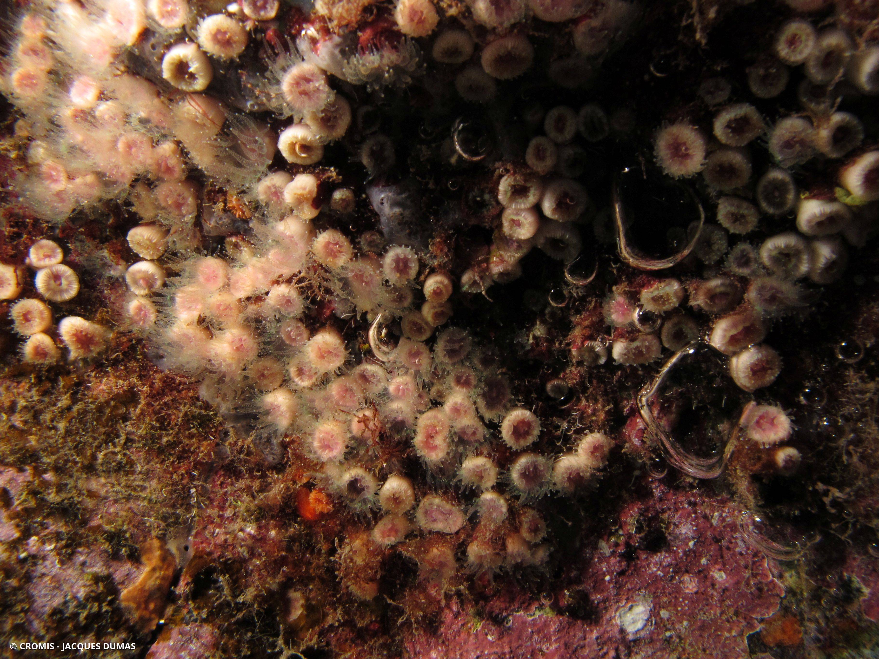 Corail nain