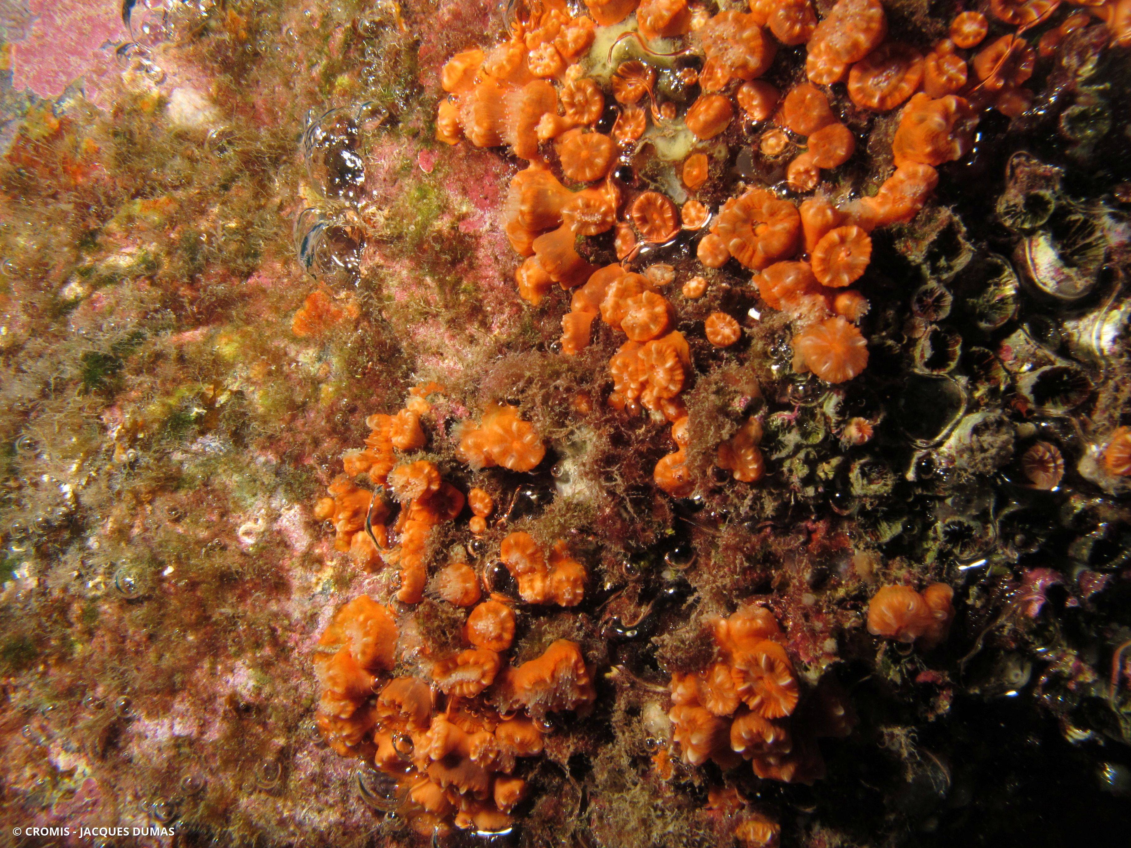 Madrépore œillet
