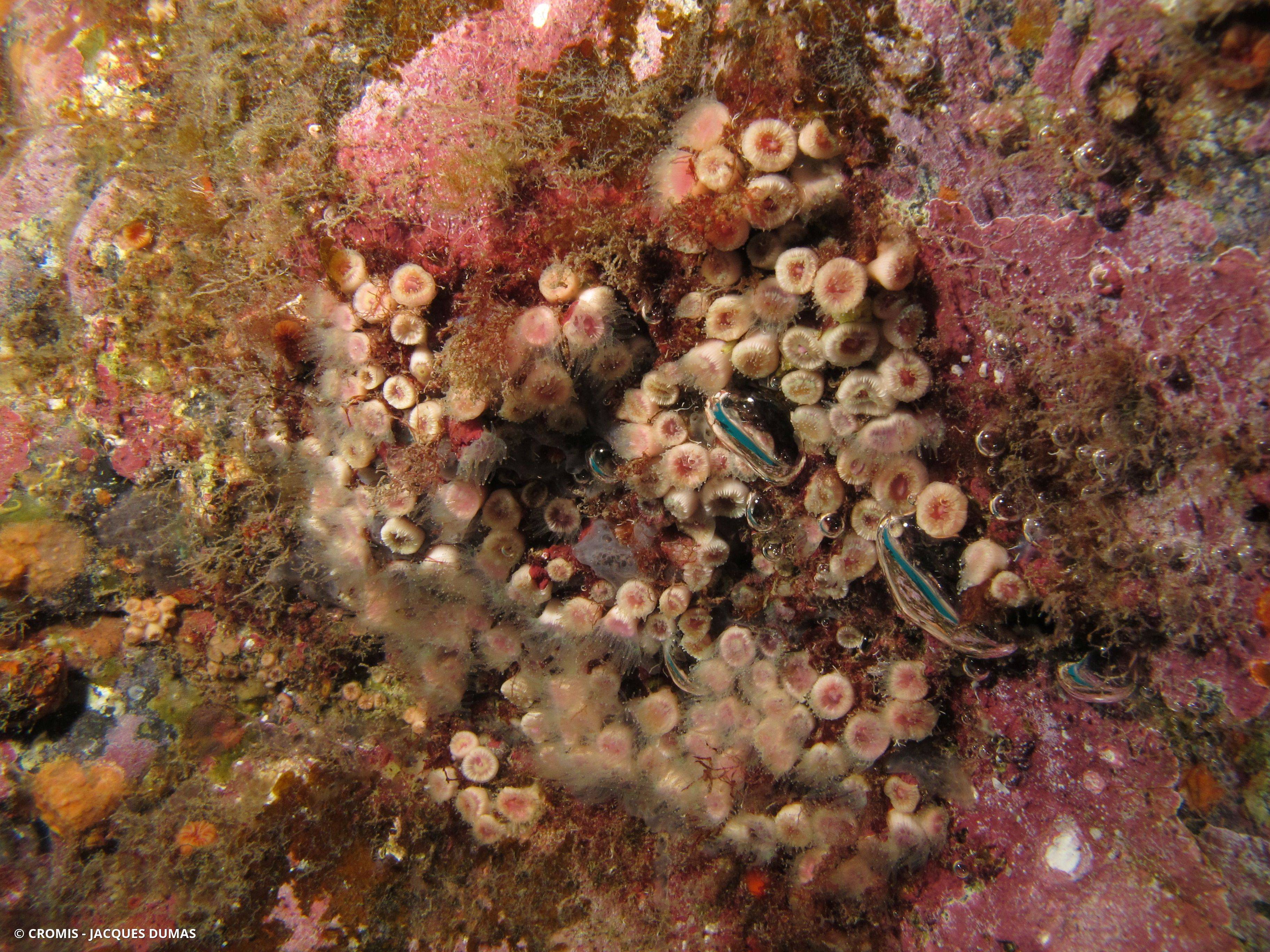 Corail nain
