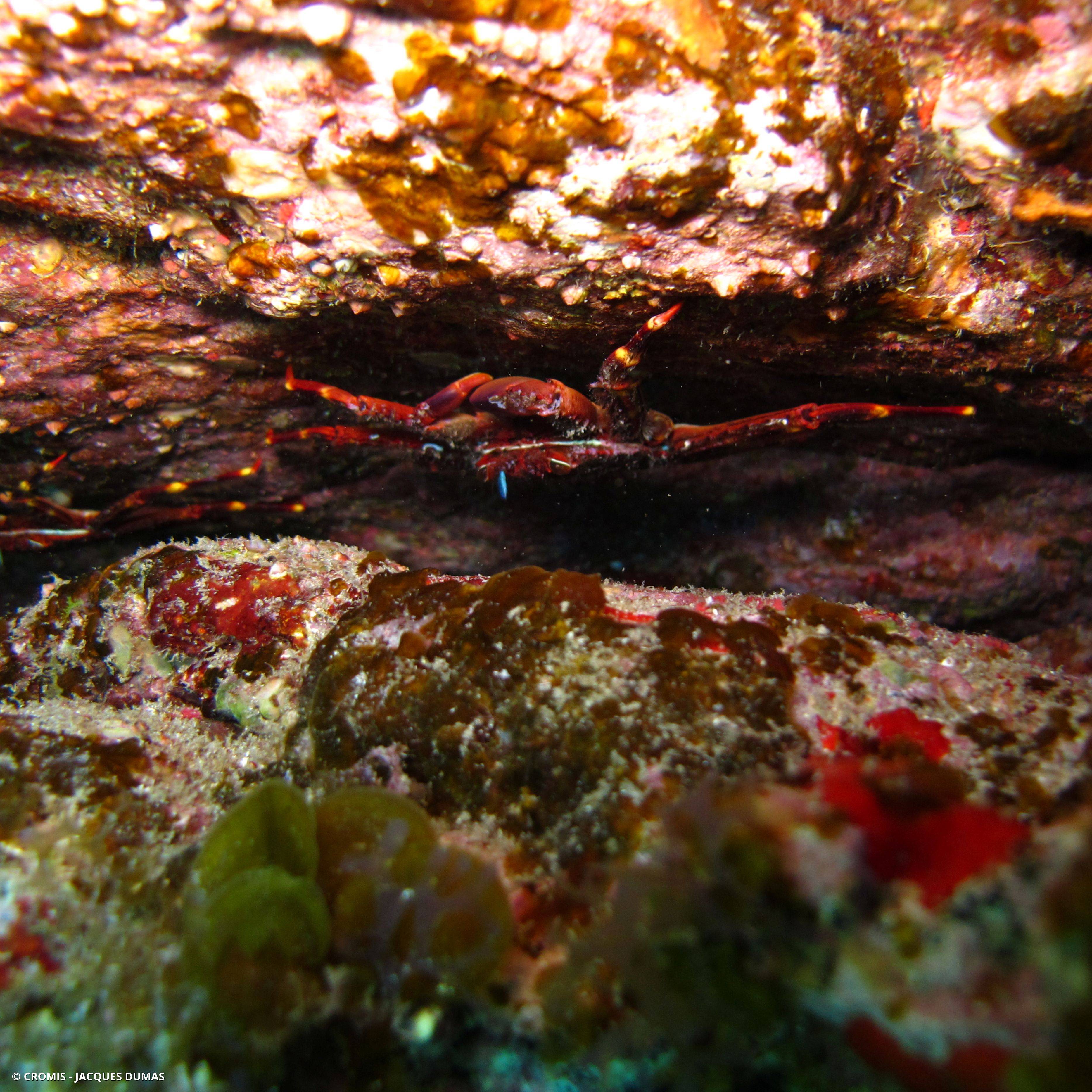 Crabe plat des oursins