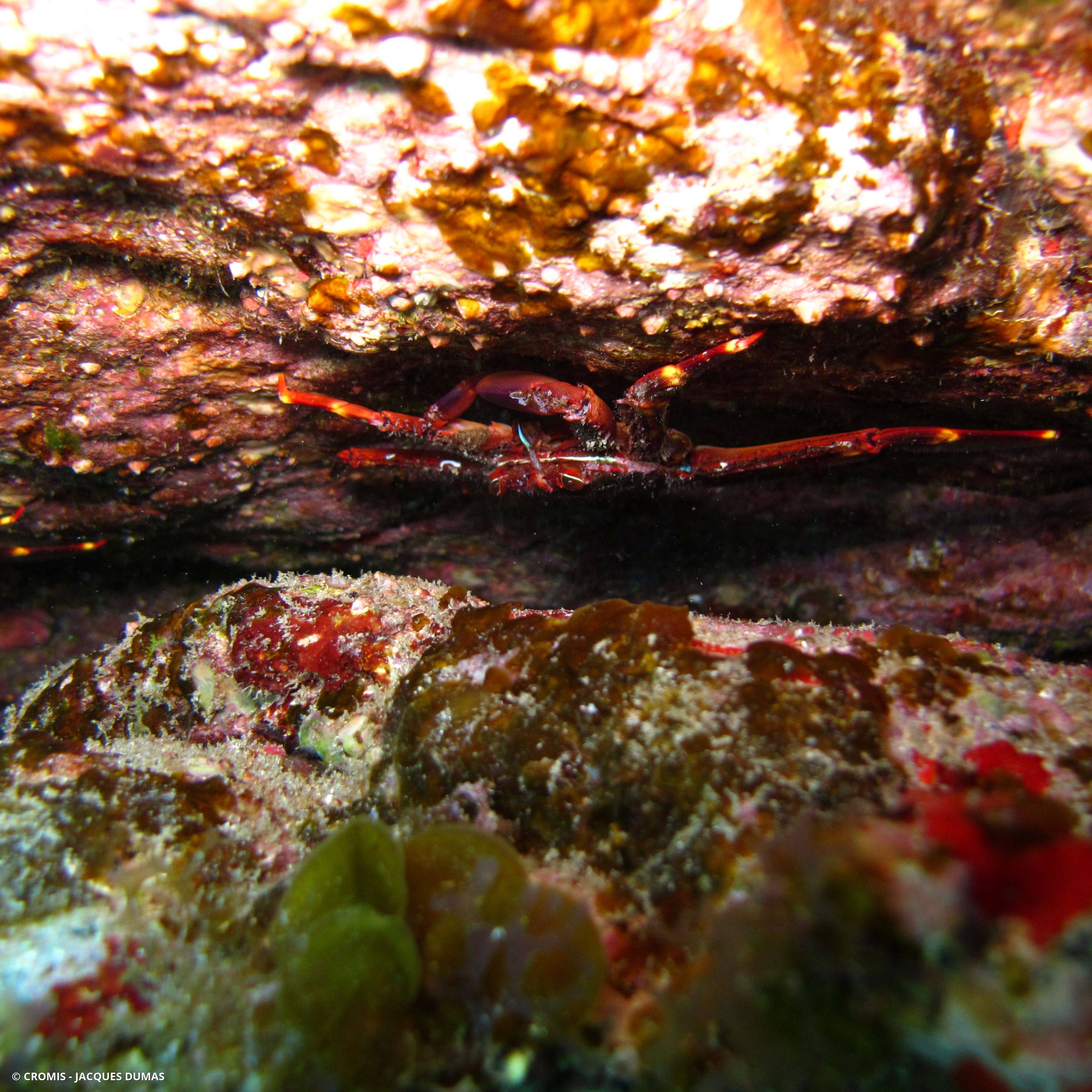 Crabe plat des oursins