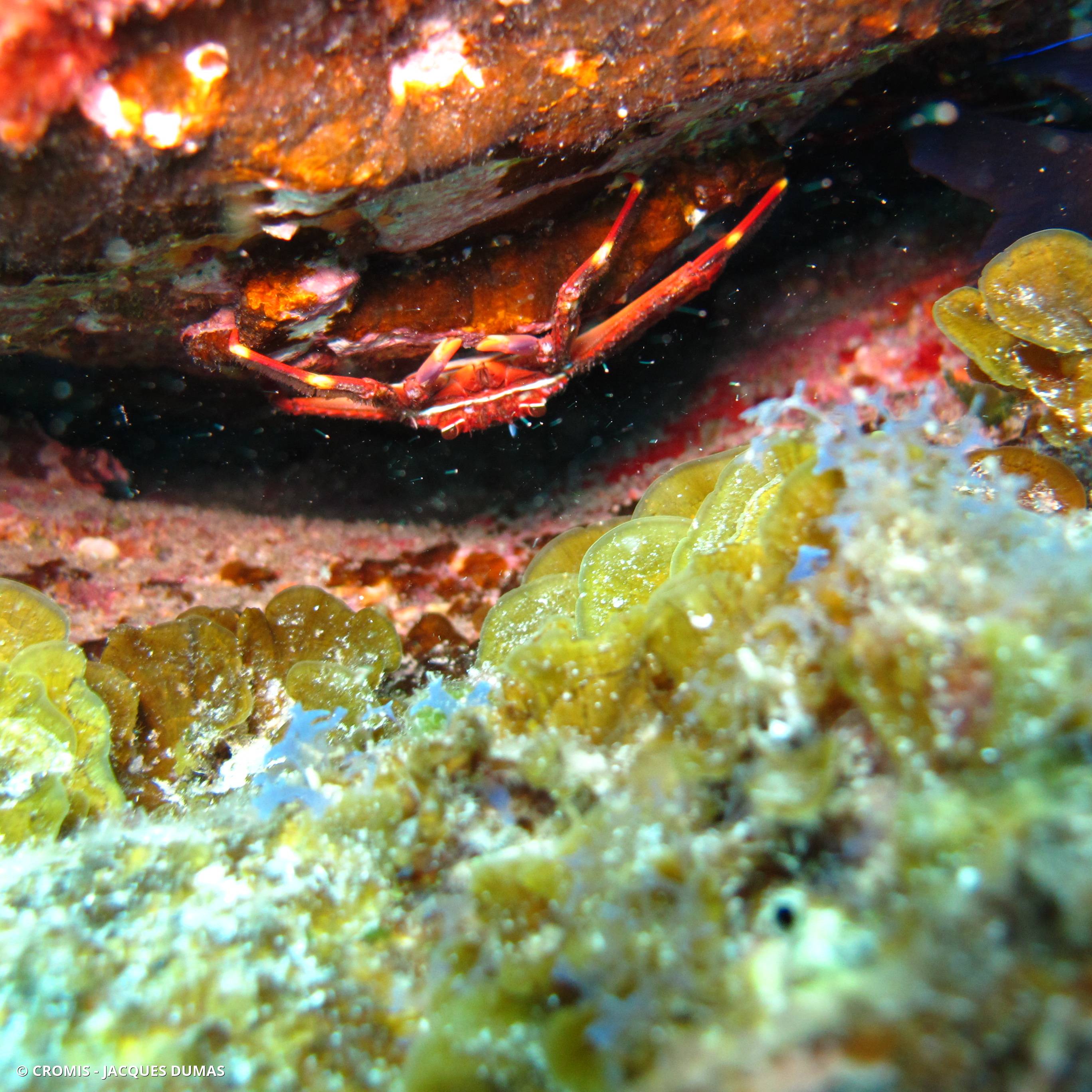Crabe plat des oursins