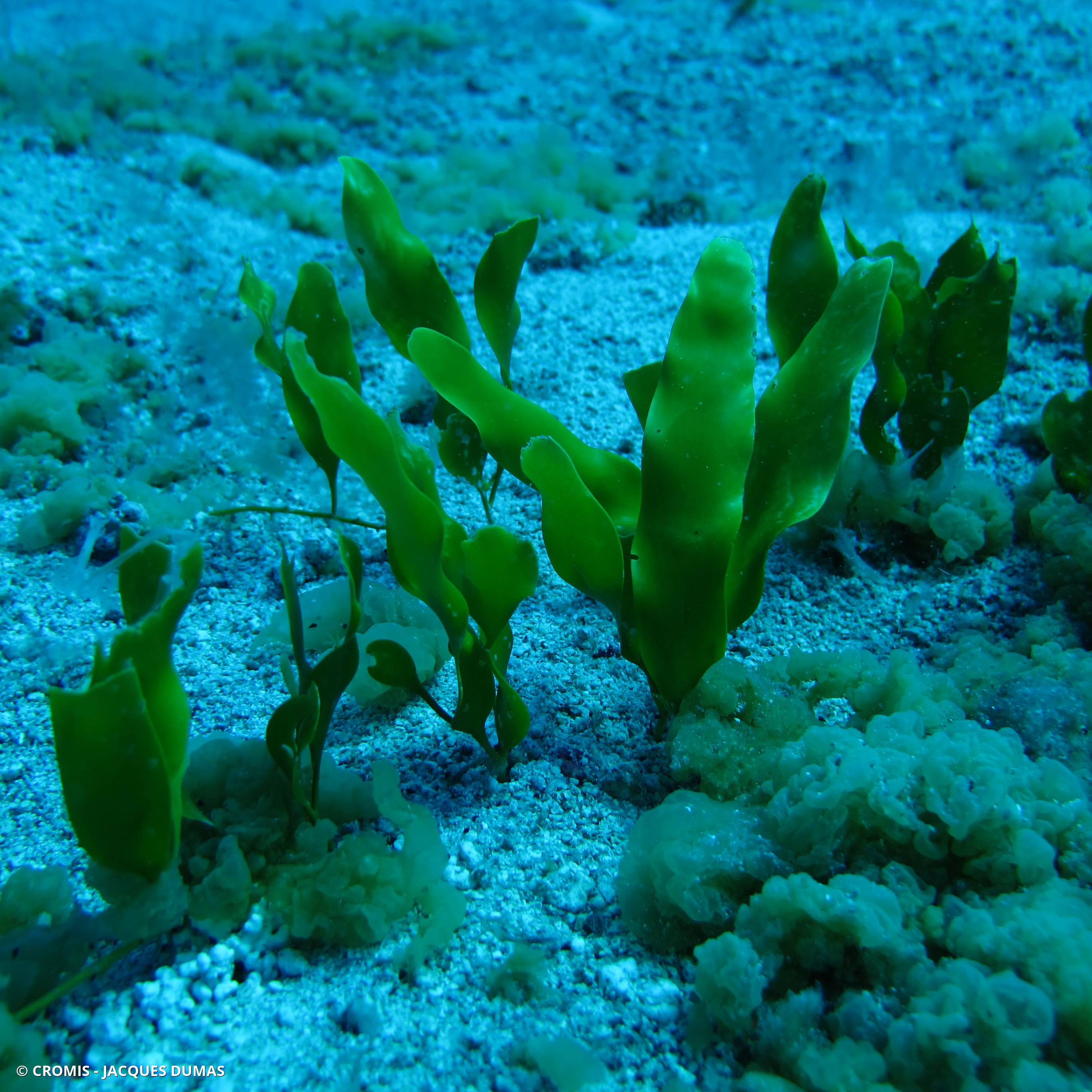 Caulerpe à frondes allongées