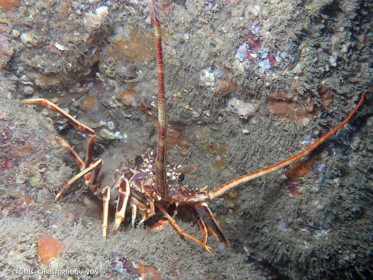 Langouste rouge