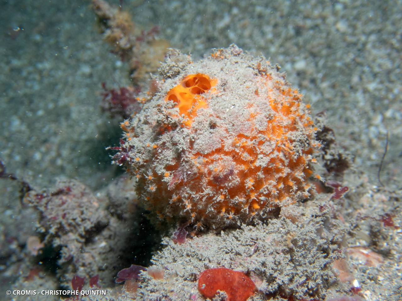 Orange de mer de Manche Atlantique