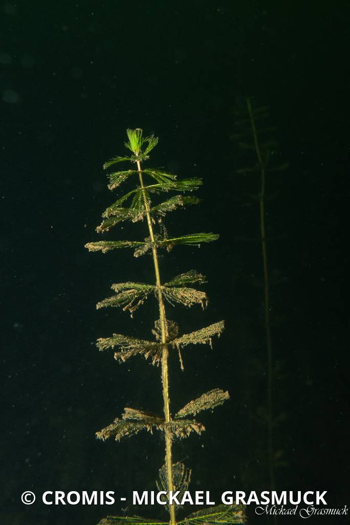 Myriophylle