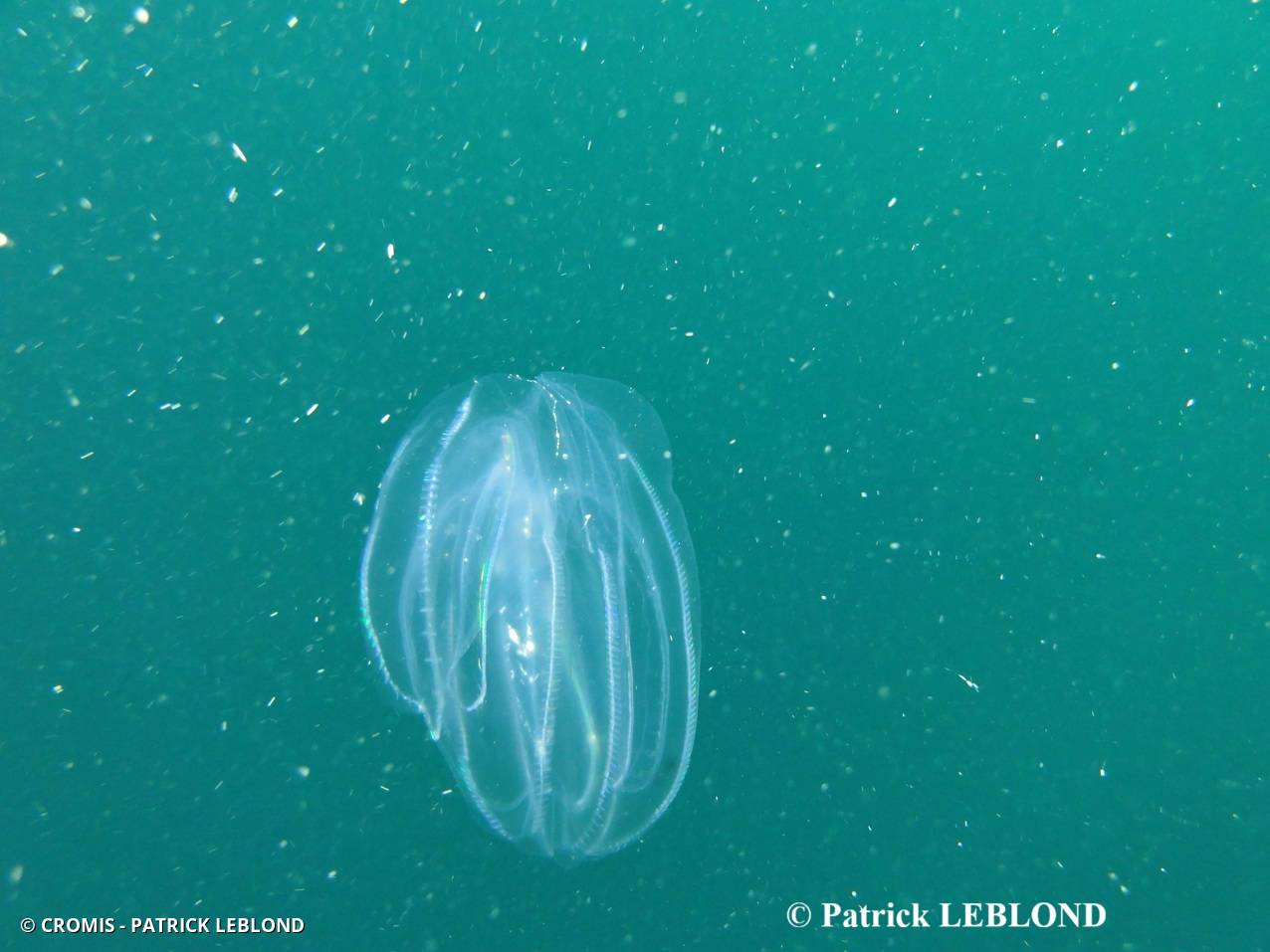 Mnémiopsis