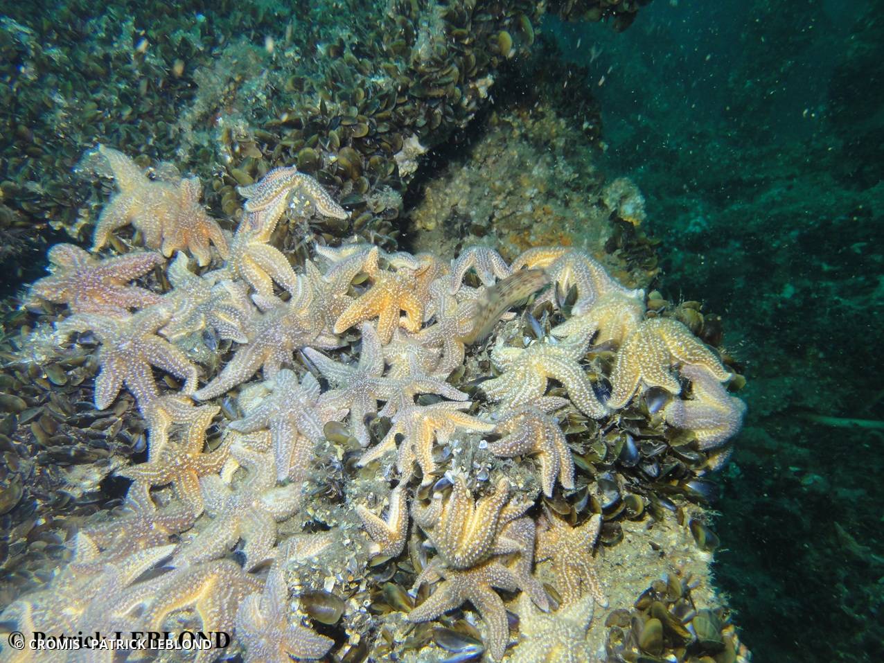 Étoile de mer commune