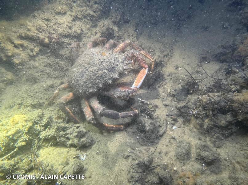 Araignée de mer Atlantique