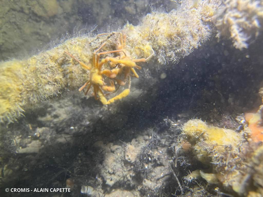 Araignée des anémones