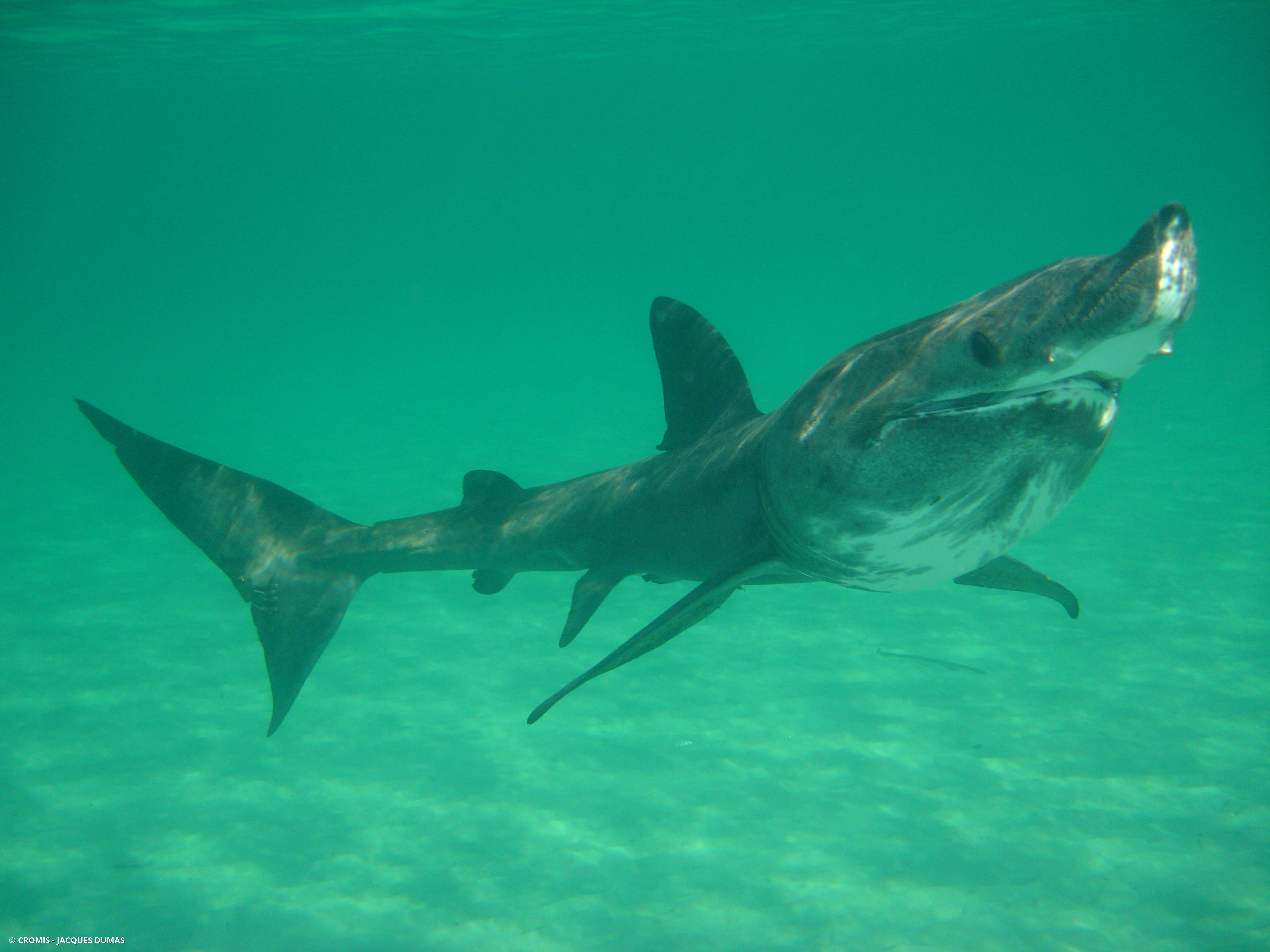 Requin pèlerin