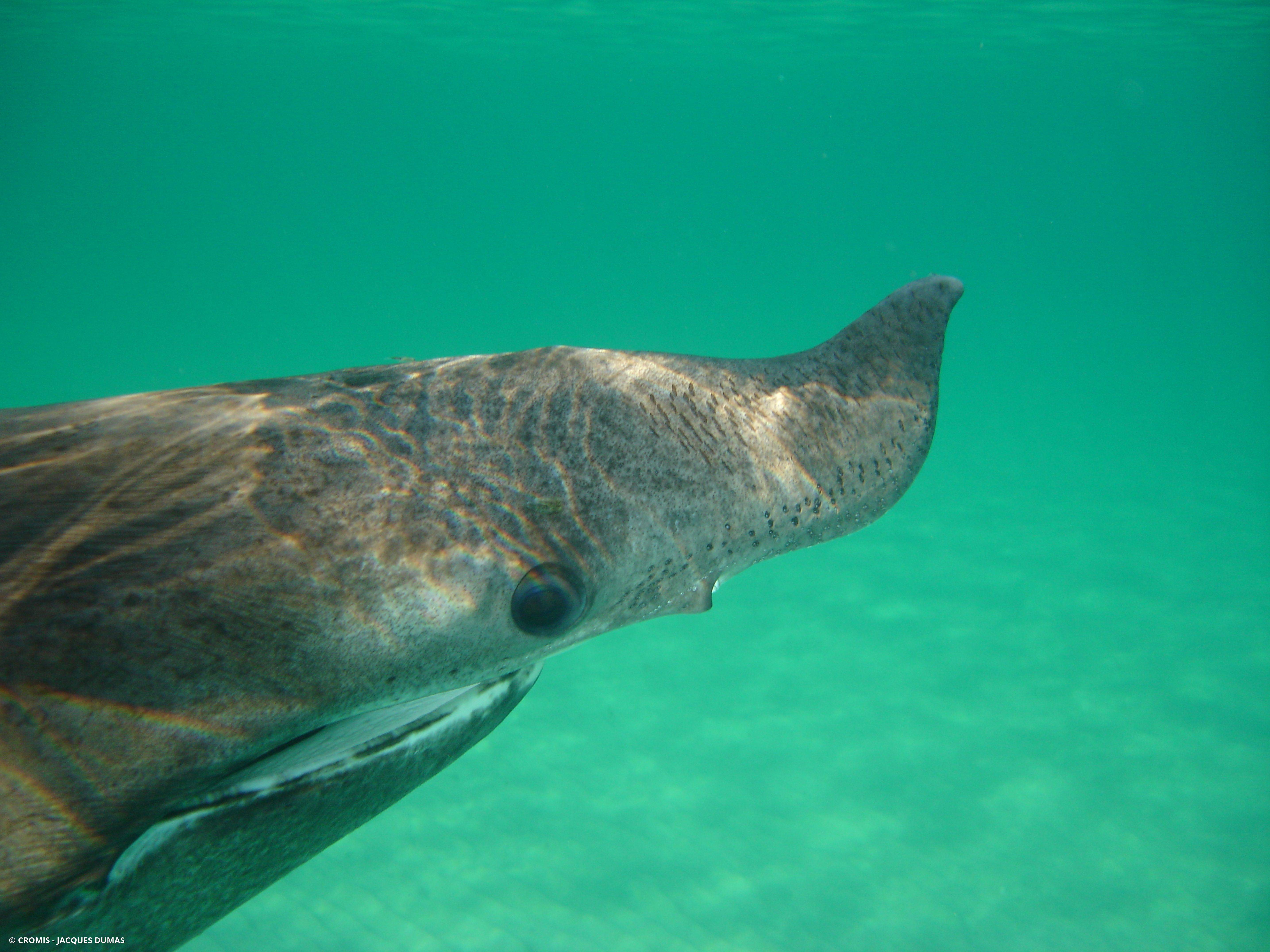 Requin pèlerin