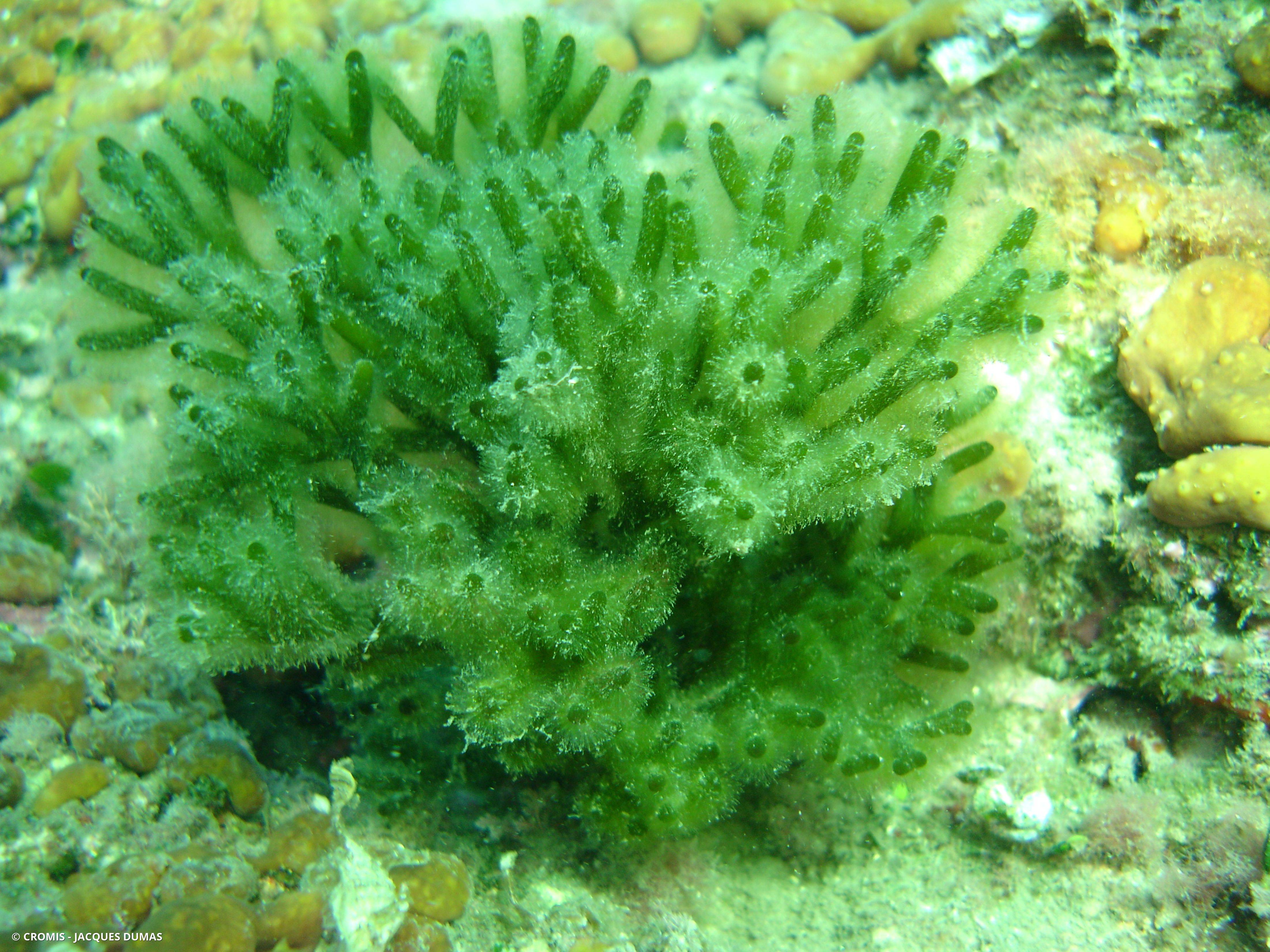 Codium fragile