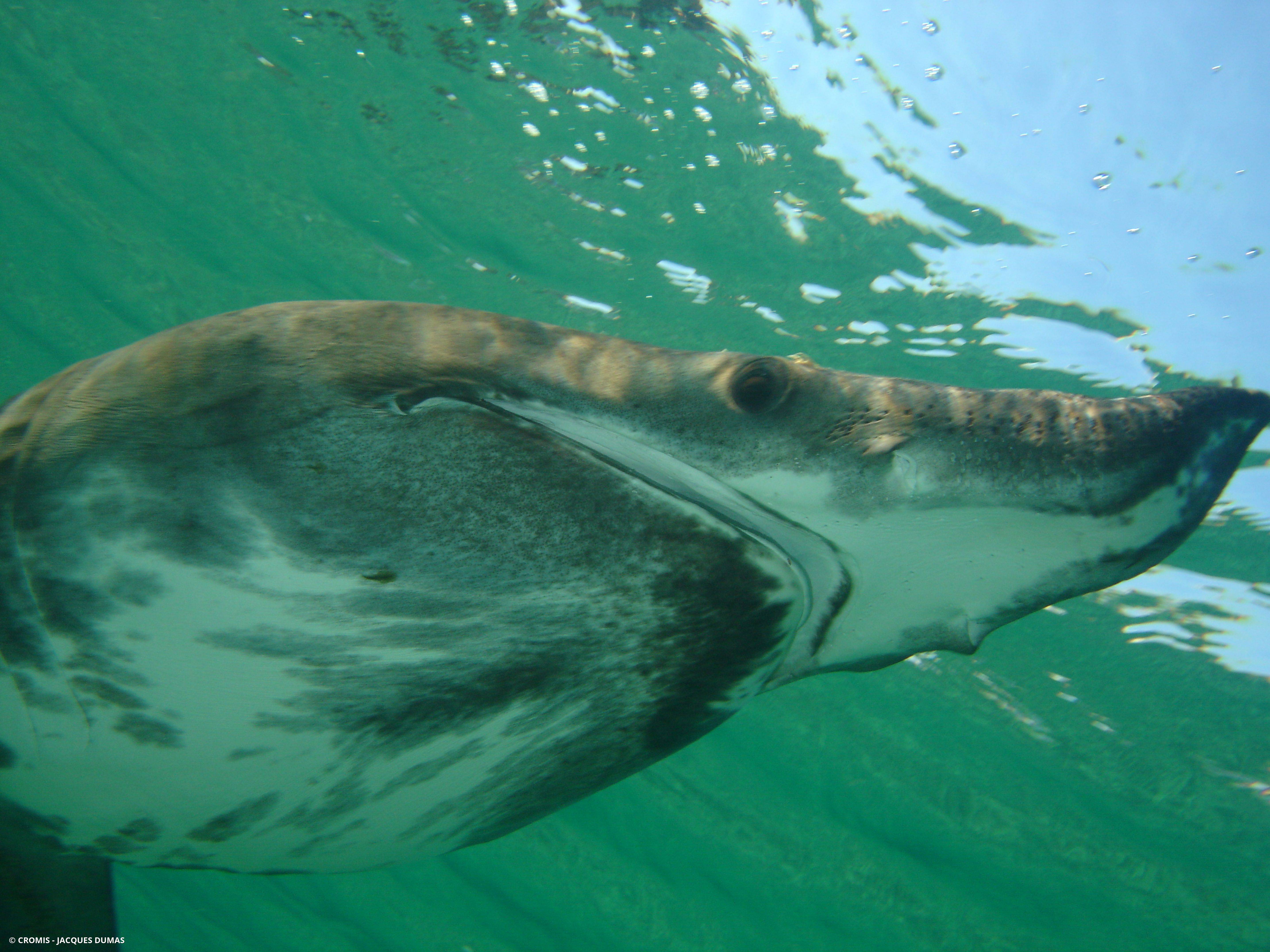 Requin pèlerin