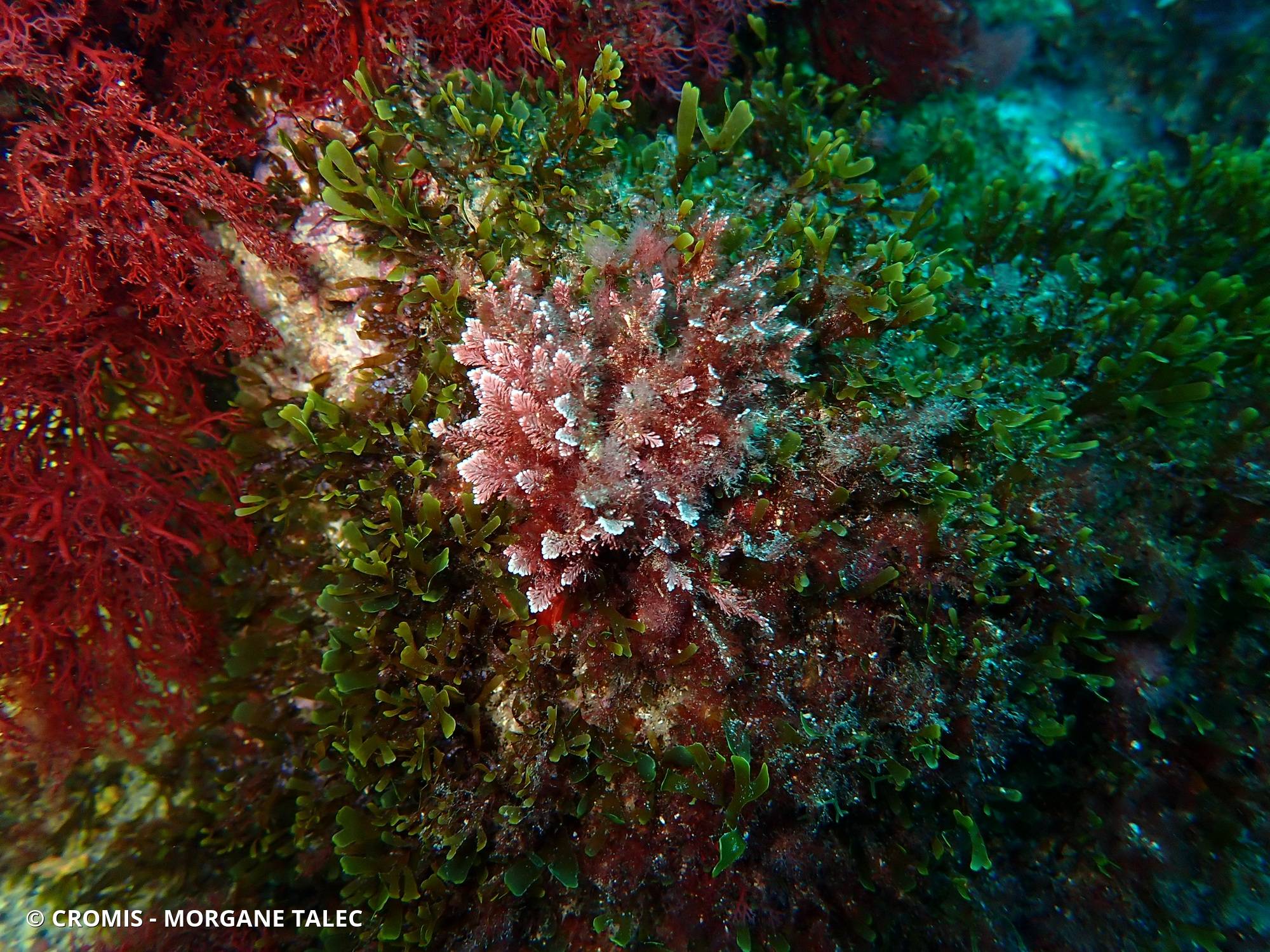 Coralline