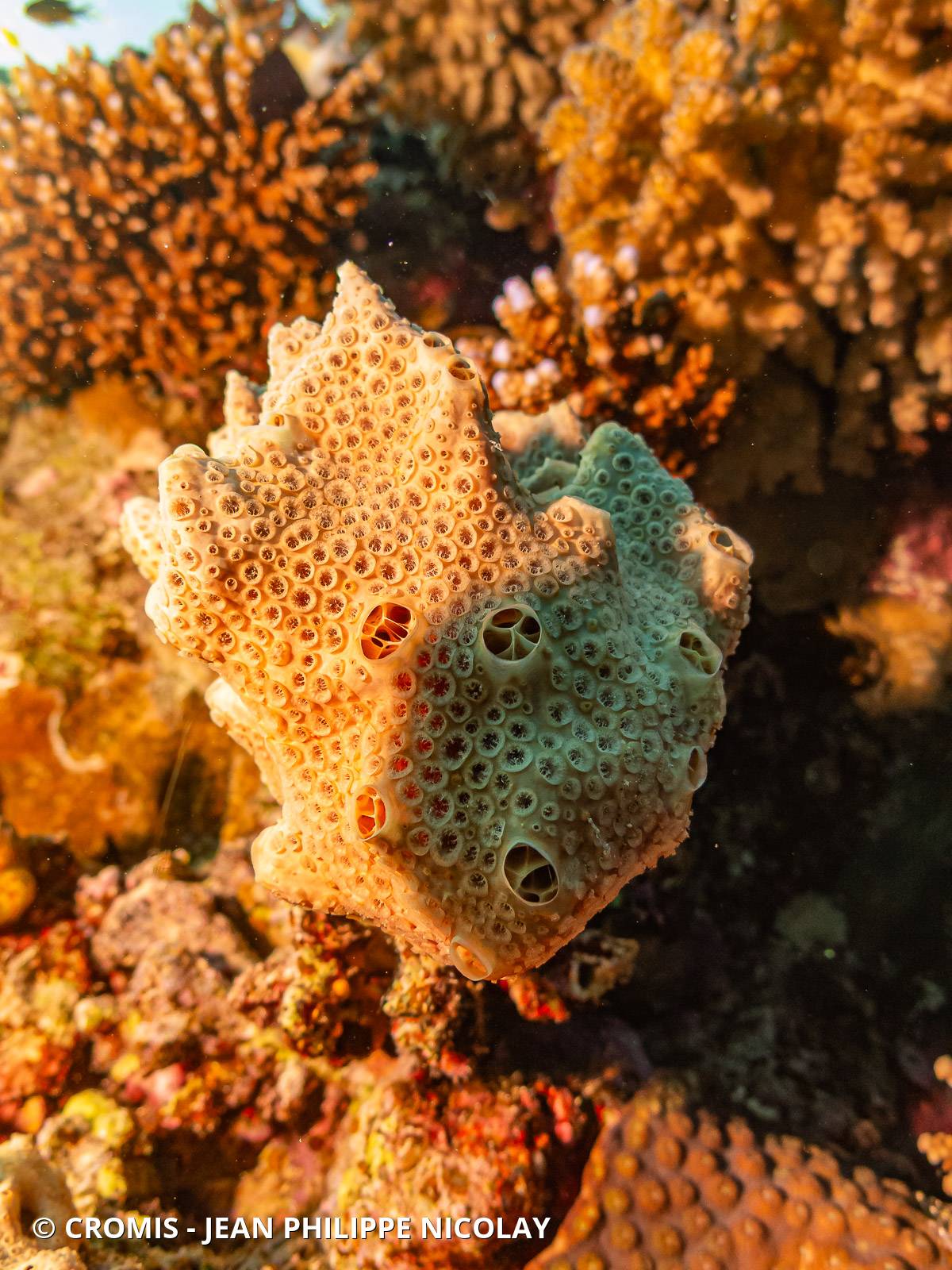 Crella (Grayella) cyatophora