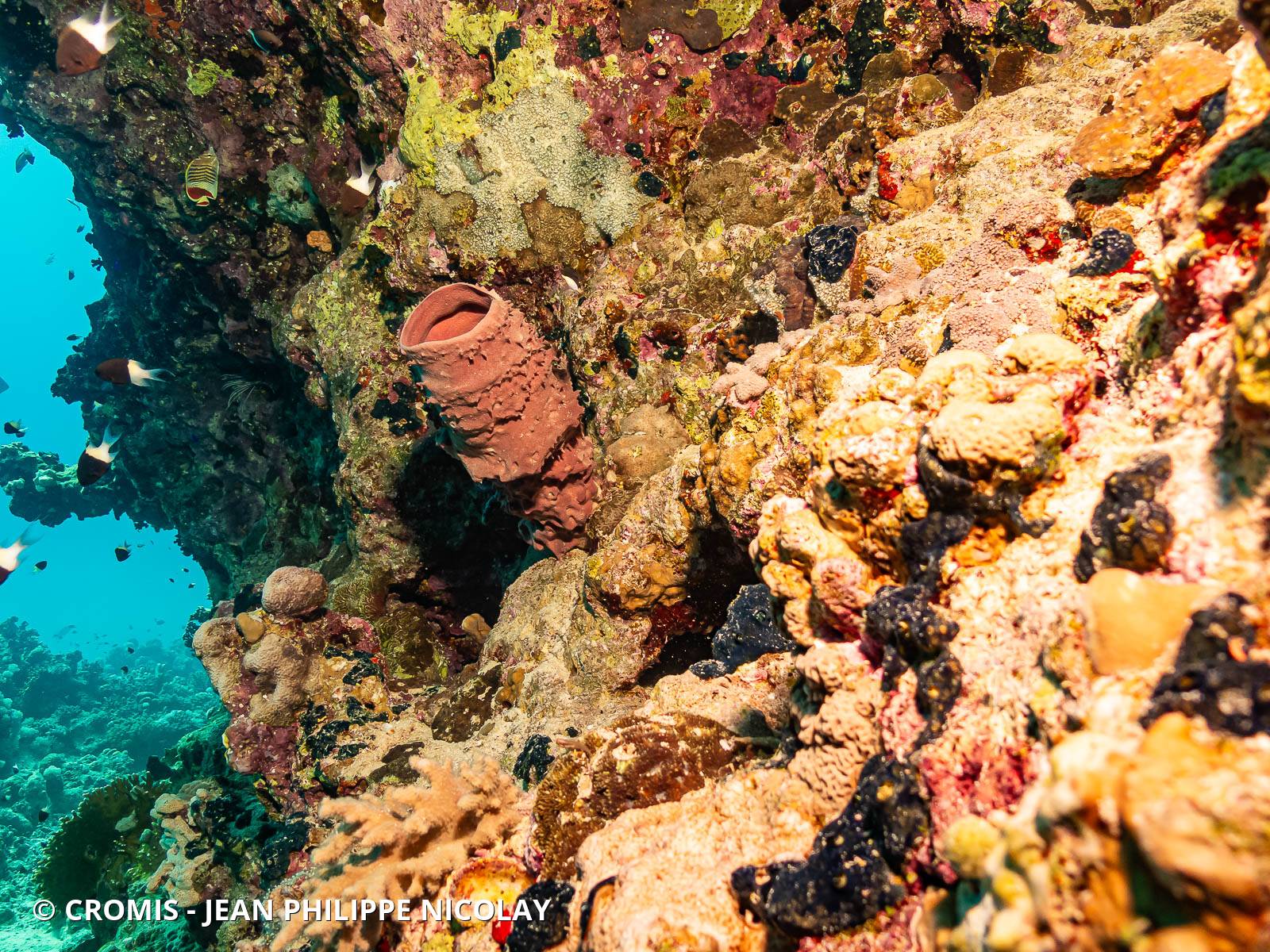 Eponge tubulaire de Mer Rouge