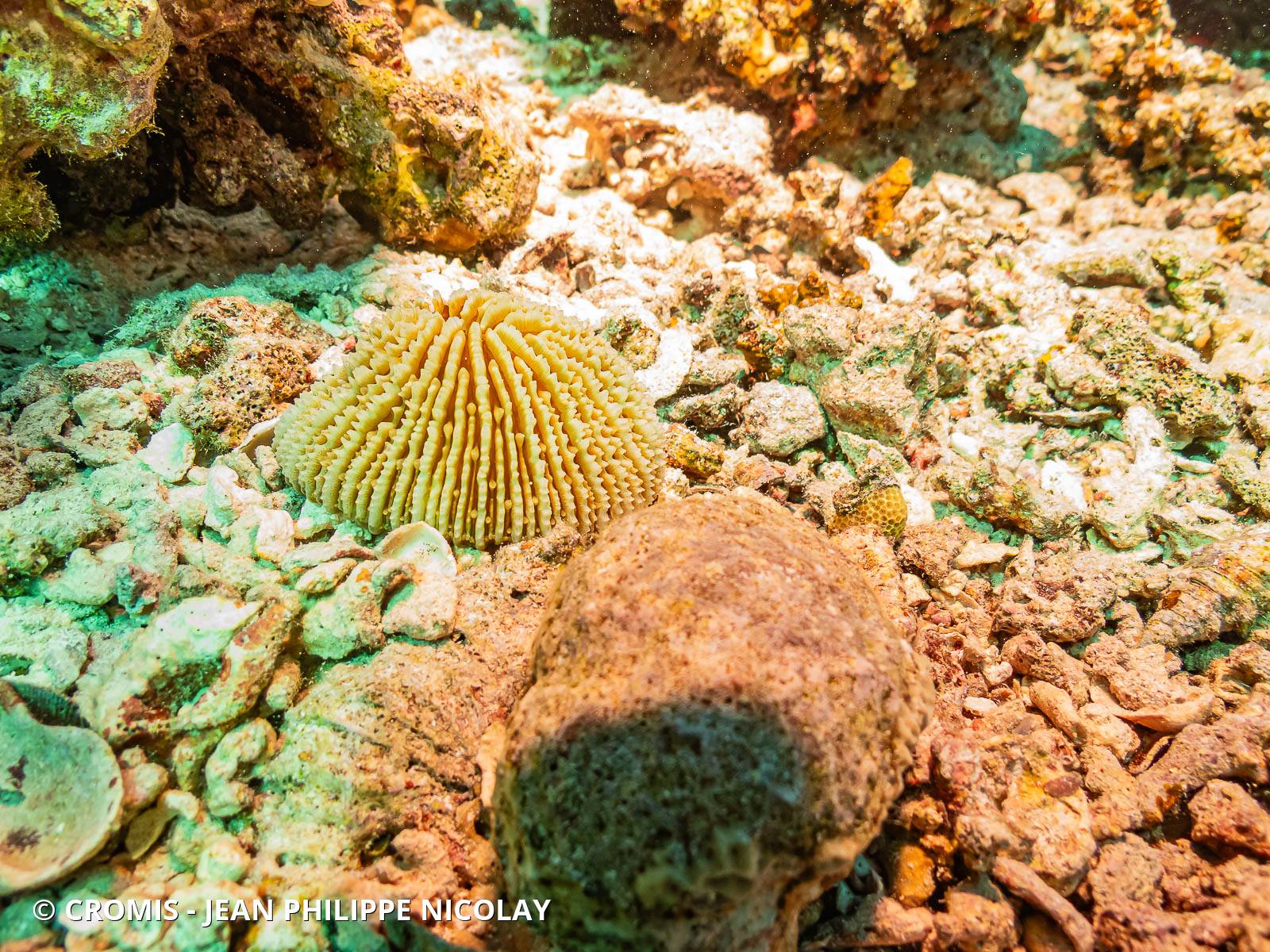 Corail champignon hirsute