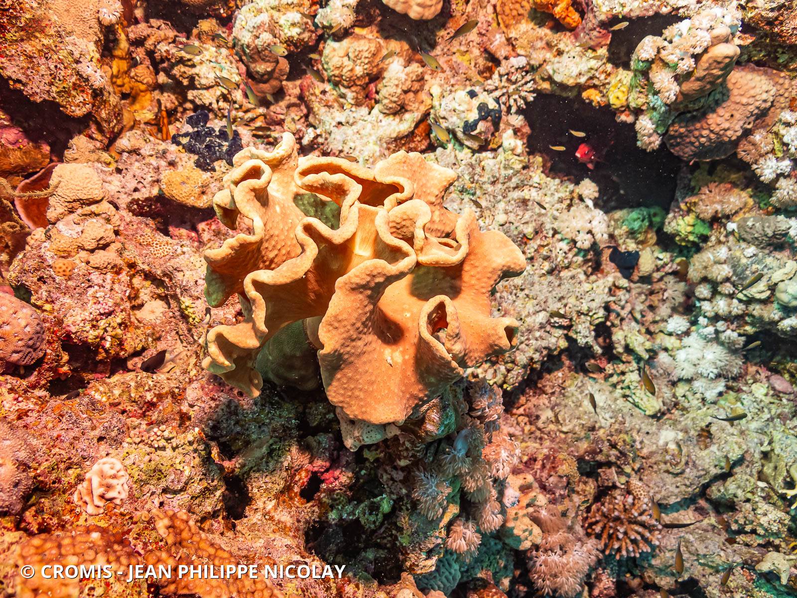 Alcyonaire champignon