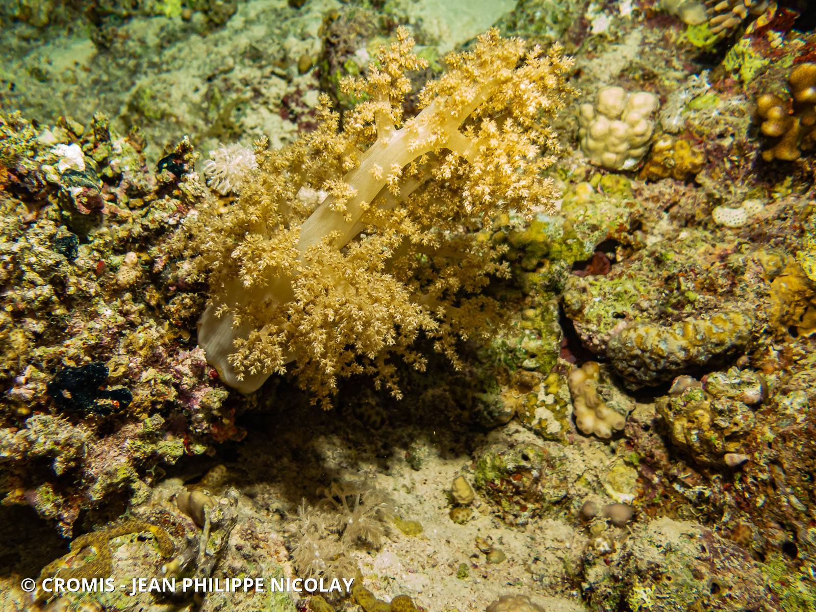 Alcyonaire arborescent