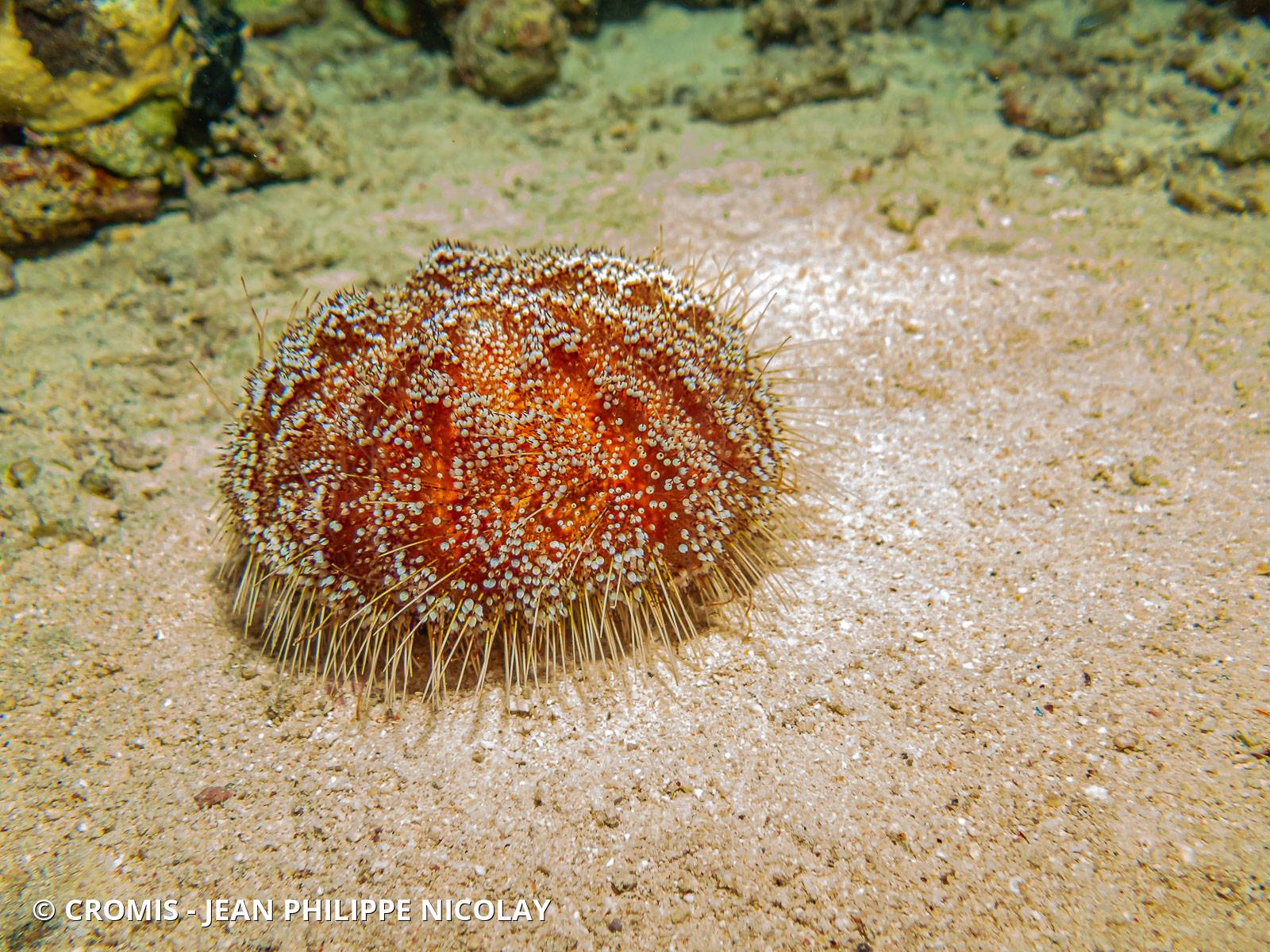 Oursin de feu de mer Rouge