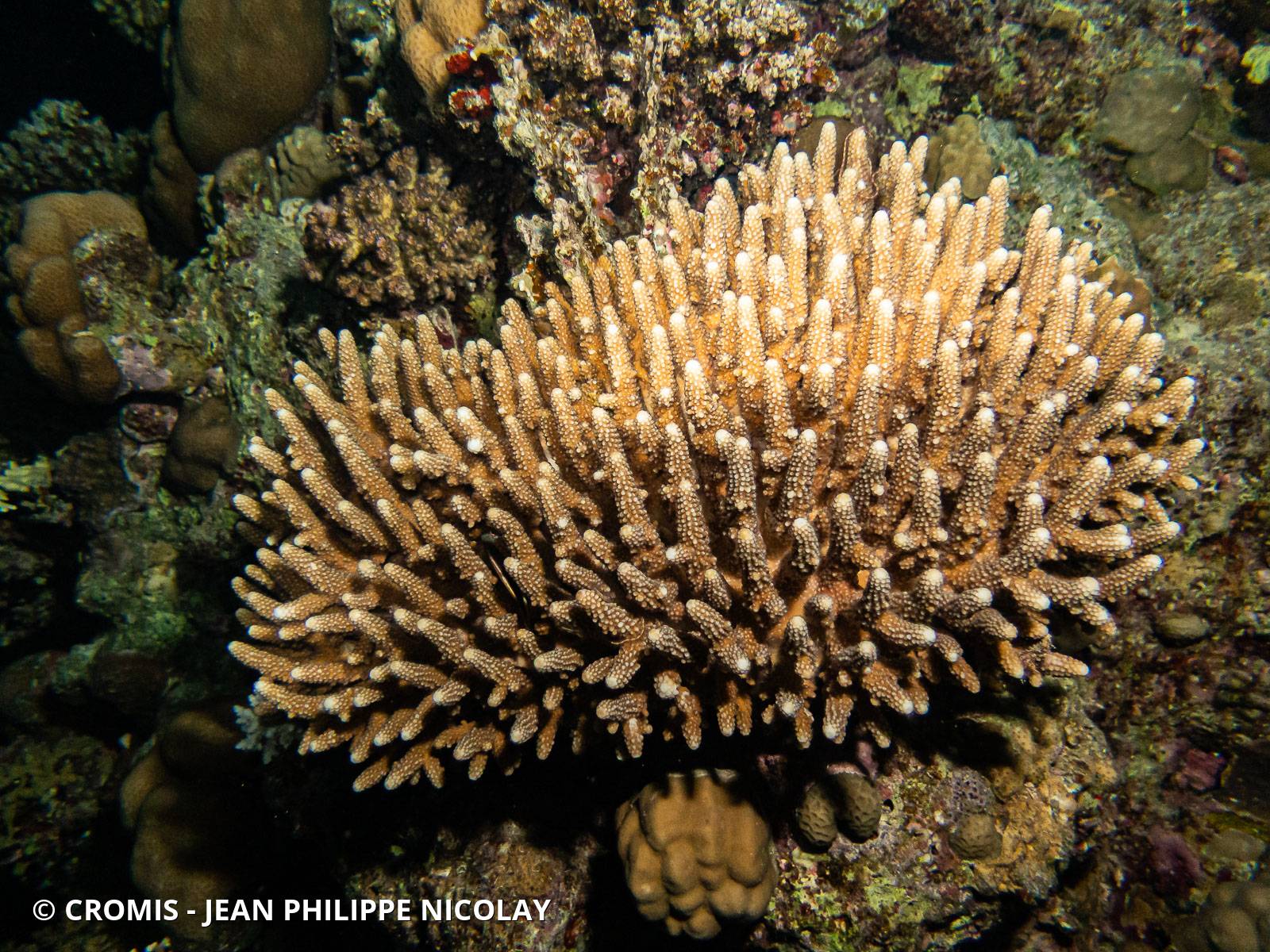 Acropore