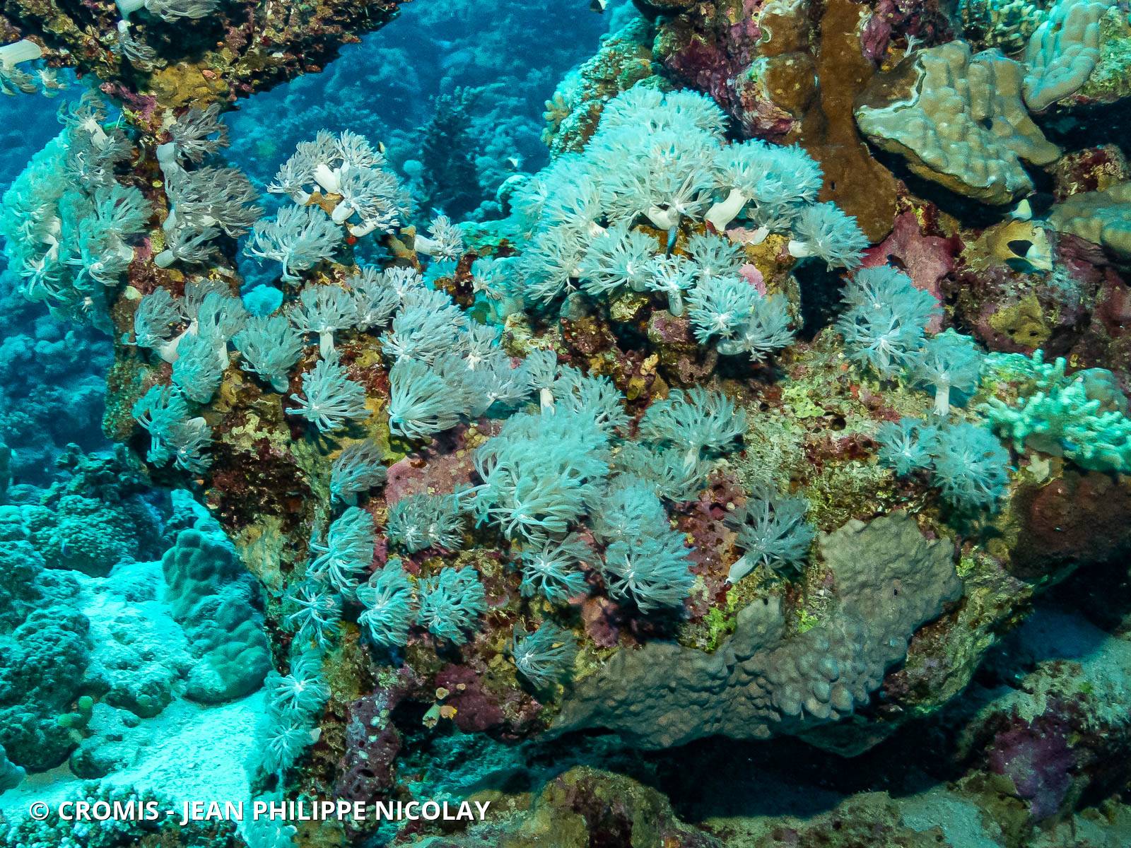 Corail plume d'autruche