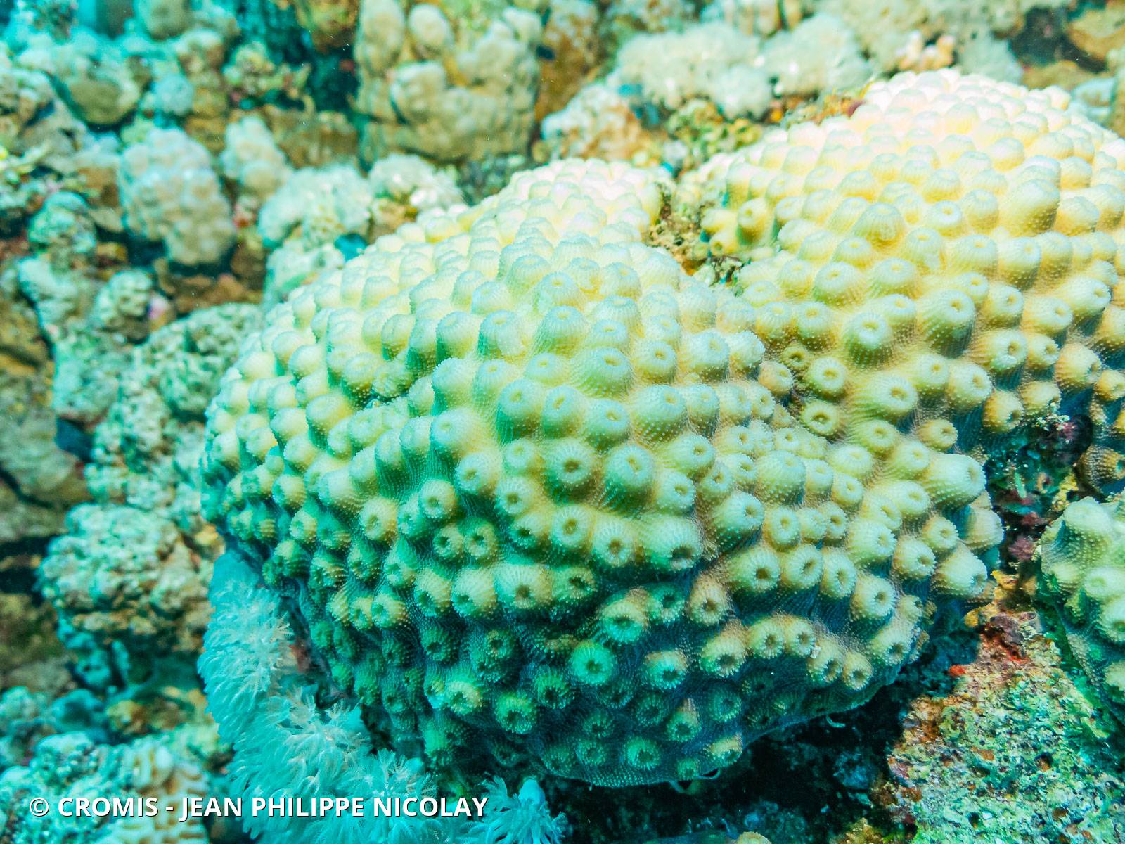 Corail rayonnant