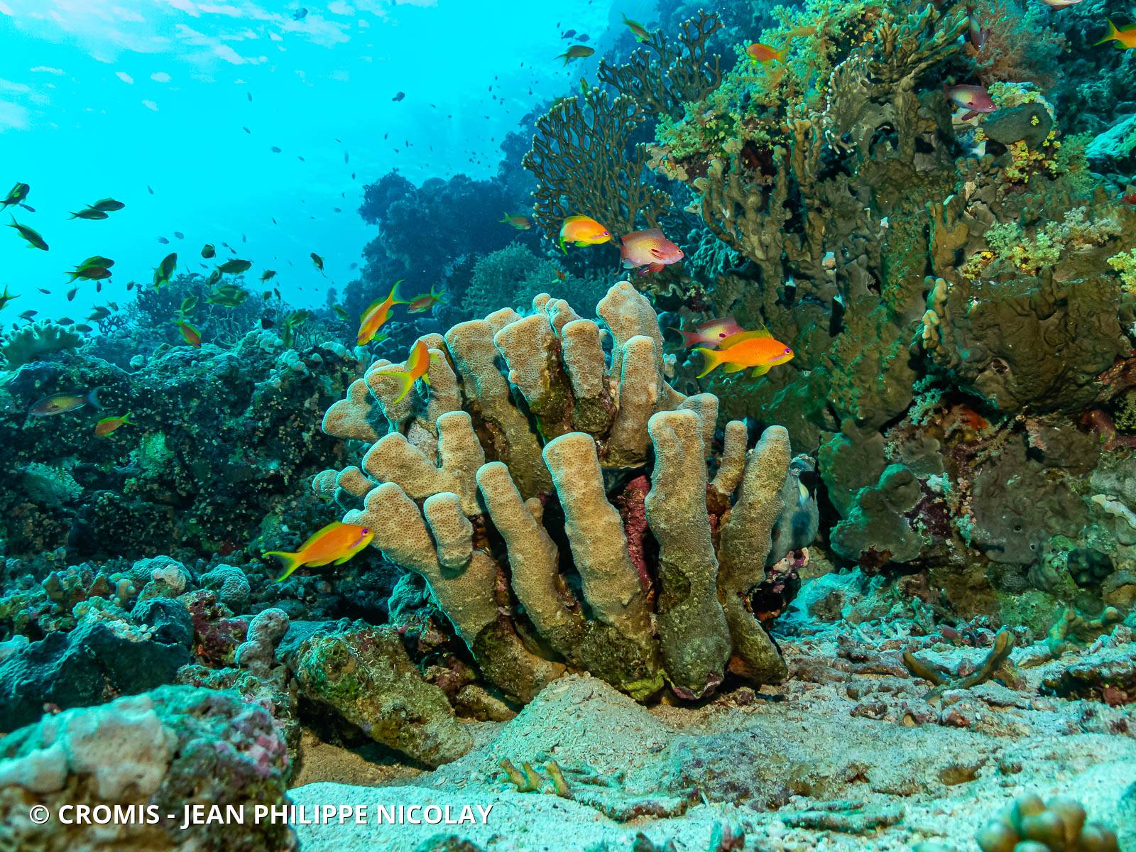 Corail anémone