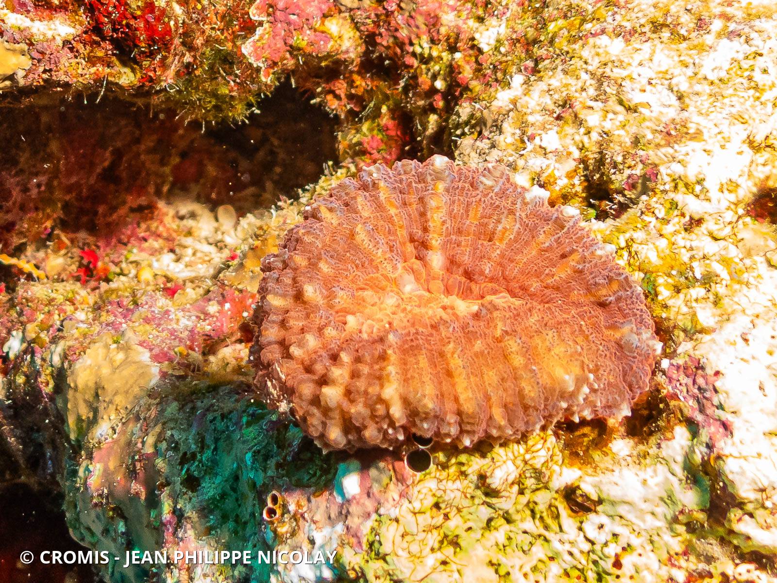 Corail à larmes