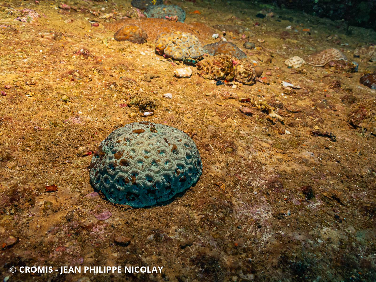 Corail cactus lobé