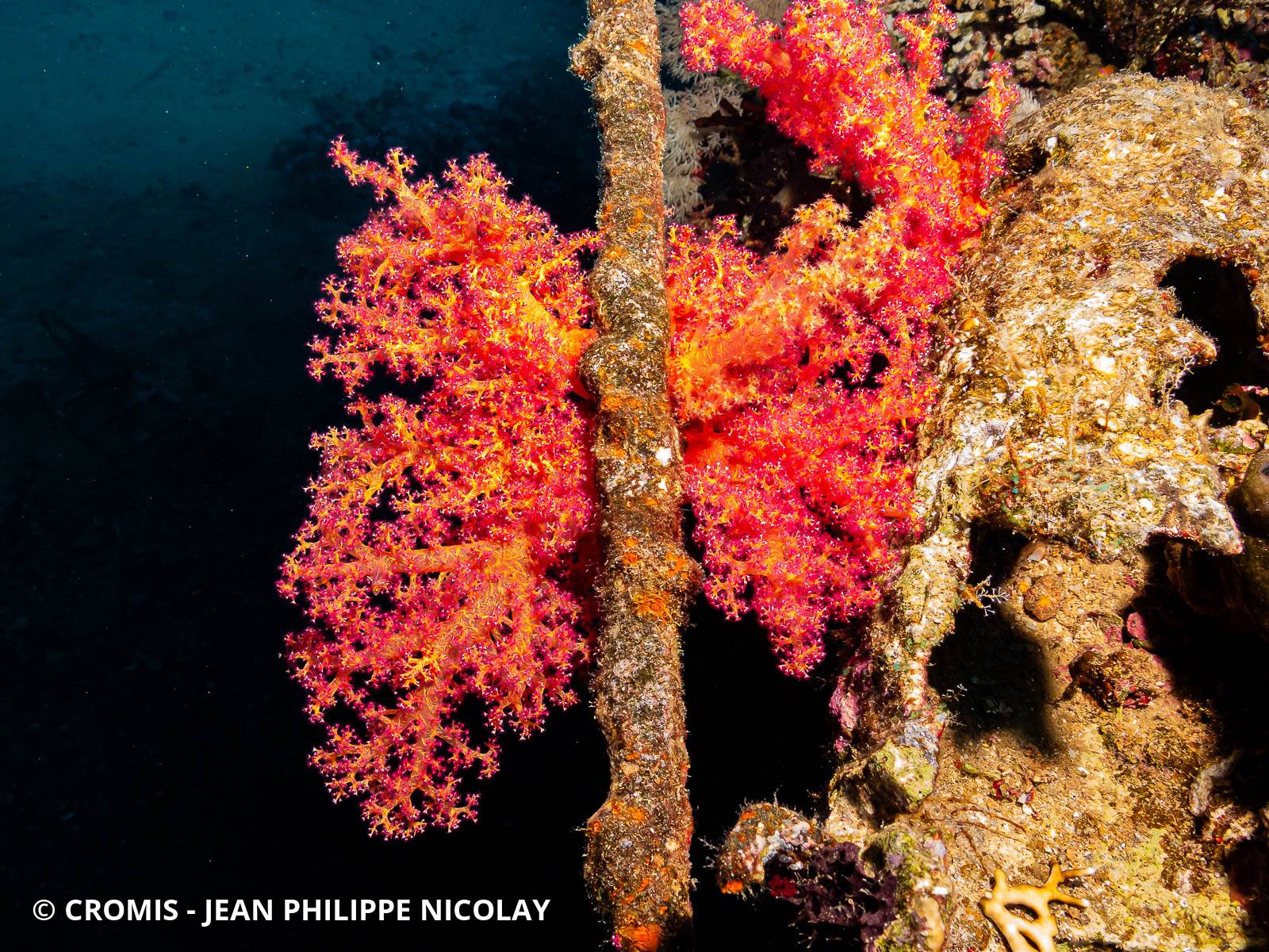 Alcyonaire arborescent