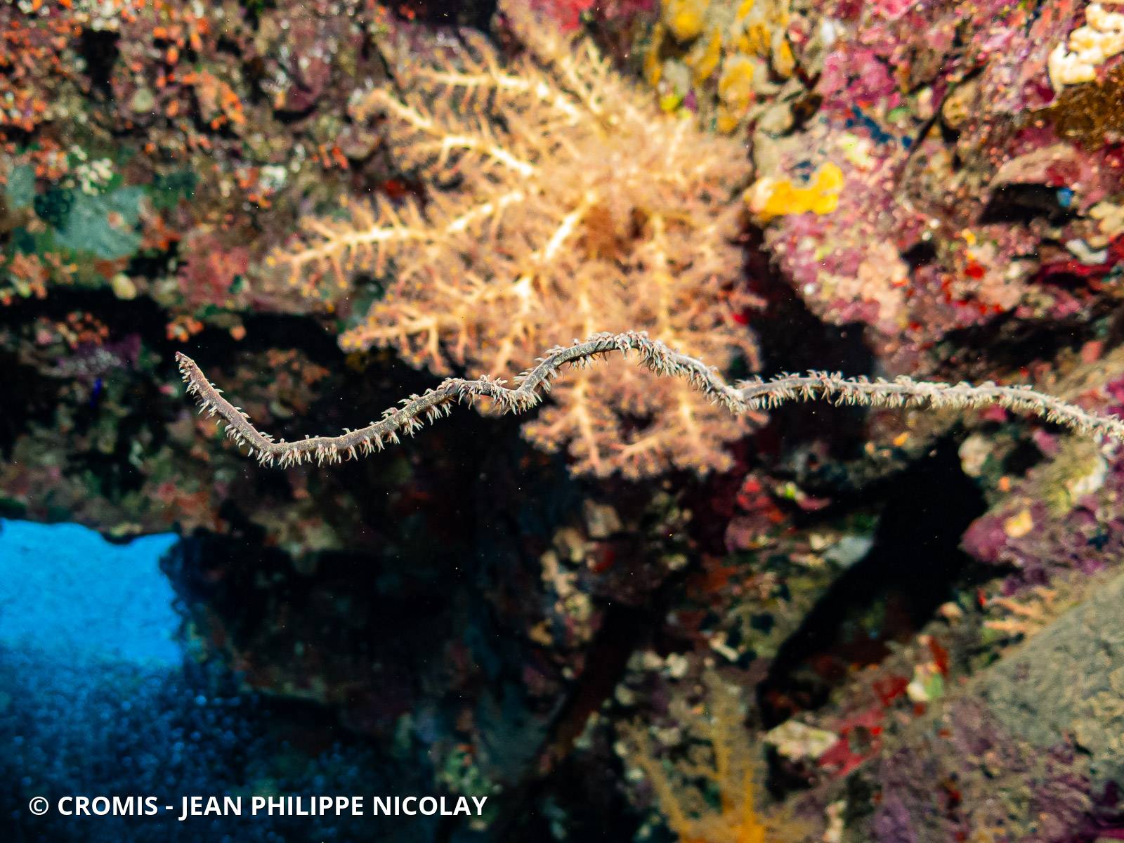 Corail fil-de-fer droit