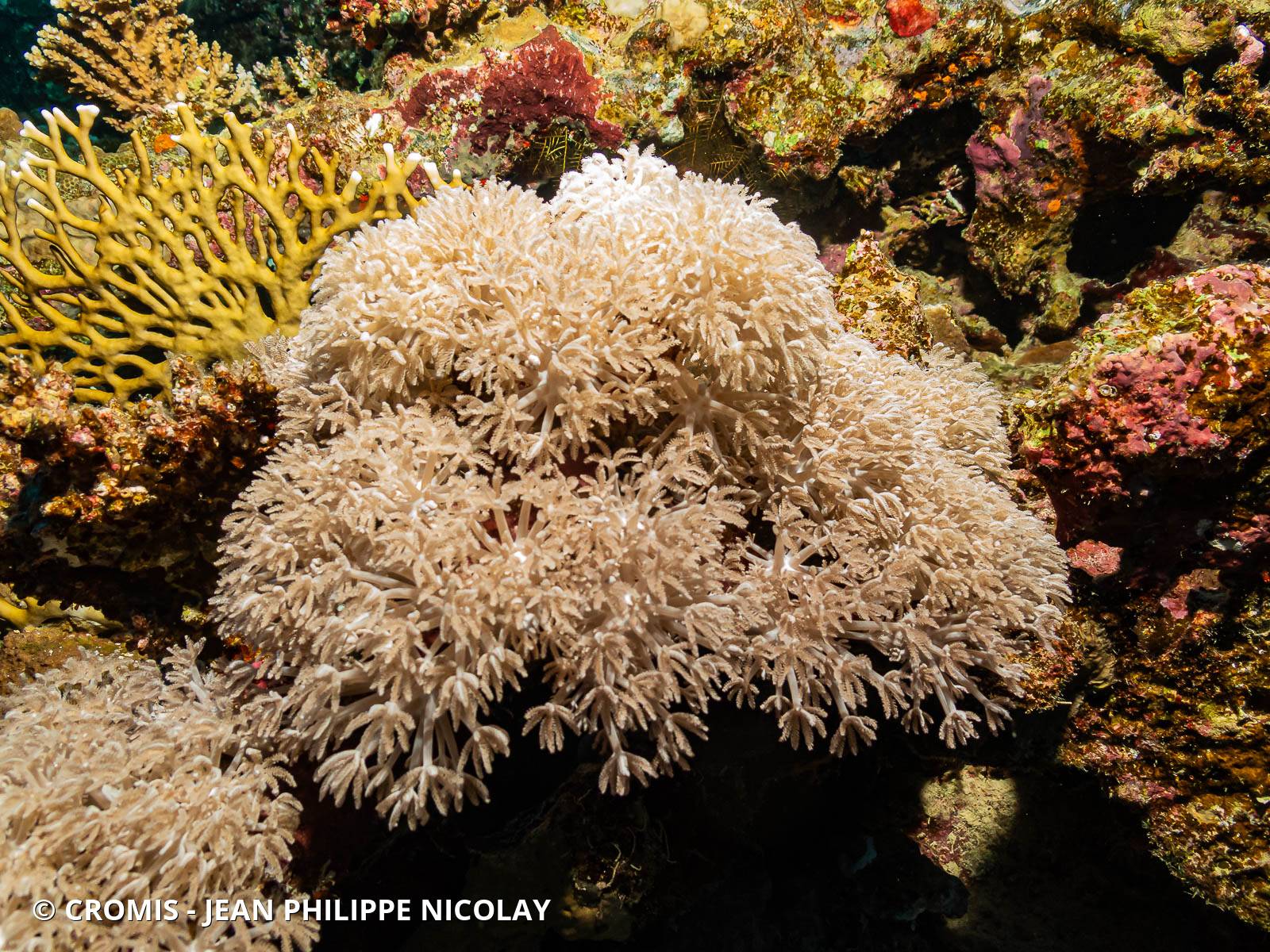 Corail plume d'autruche