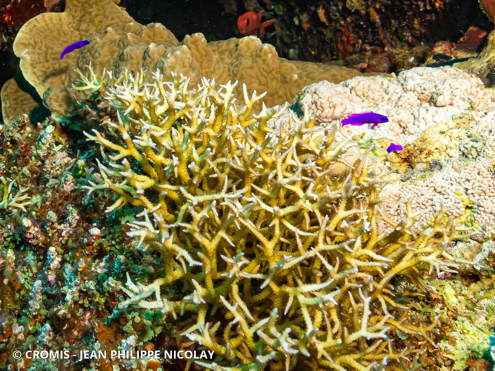 Corail aiguille