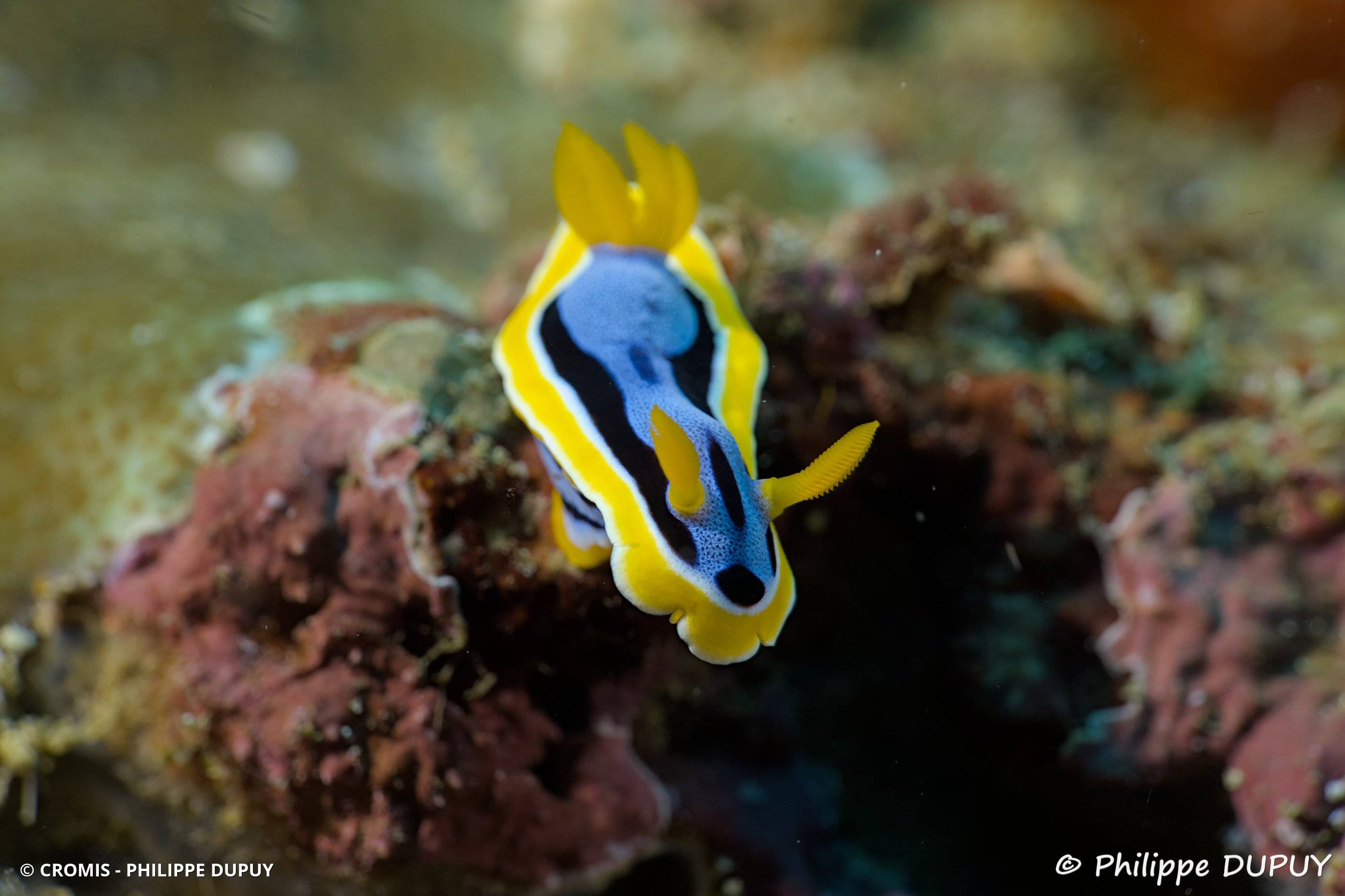 Chromodoris d'Elisabeth