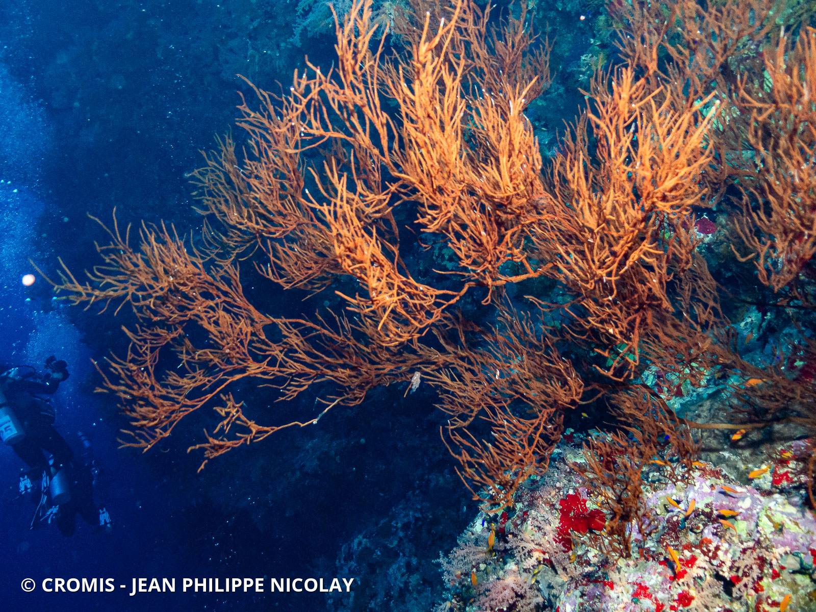Corail noir tropical