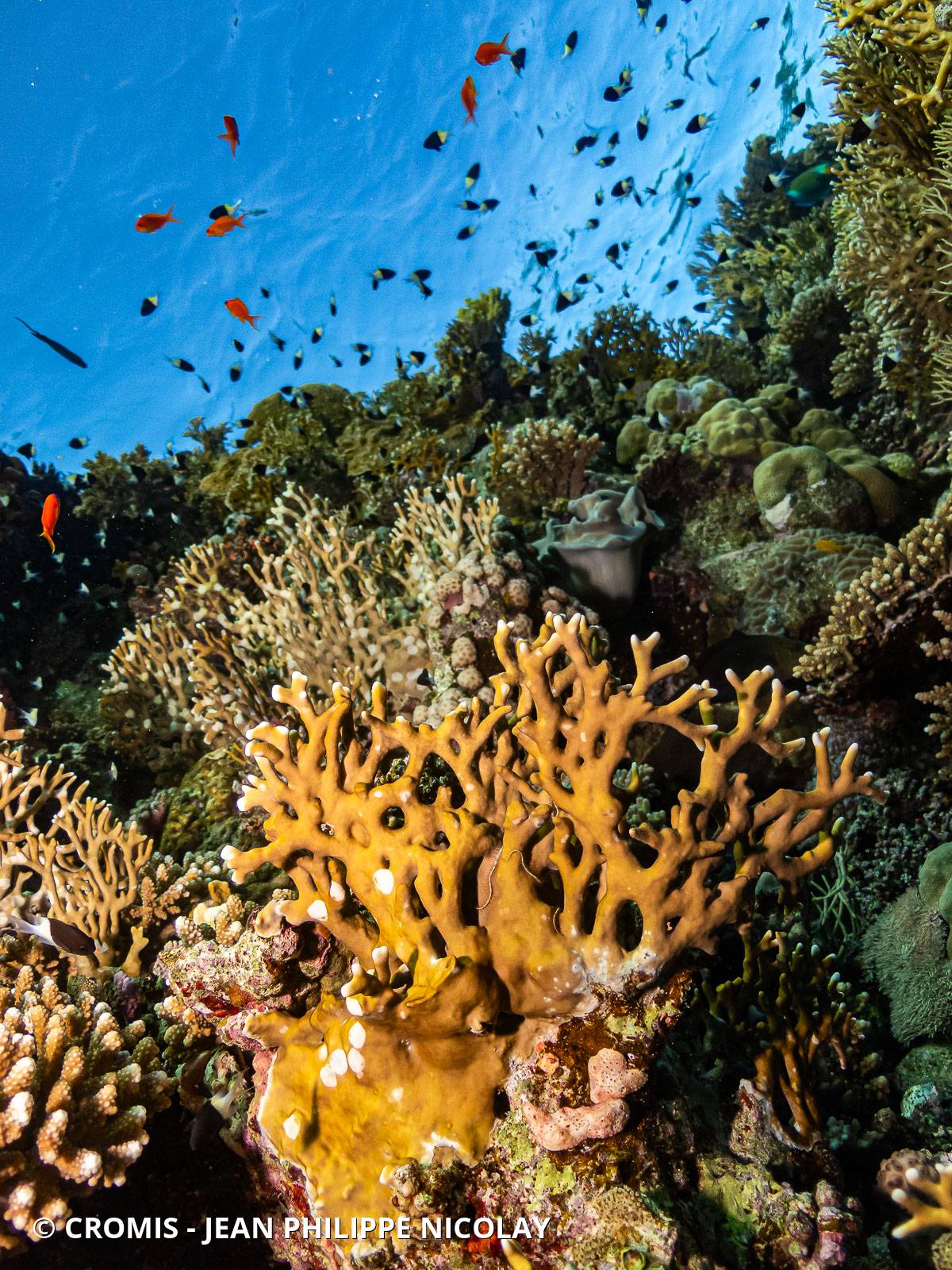 Corail de feu ramifié