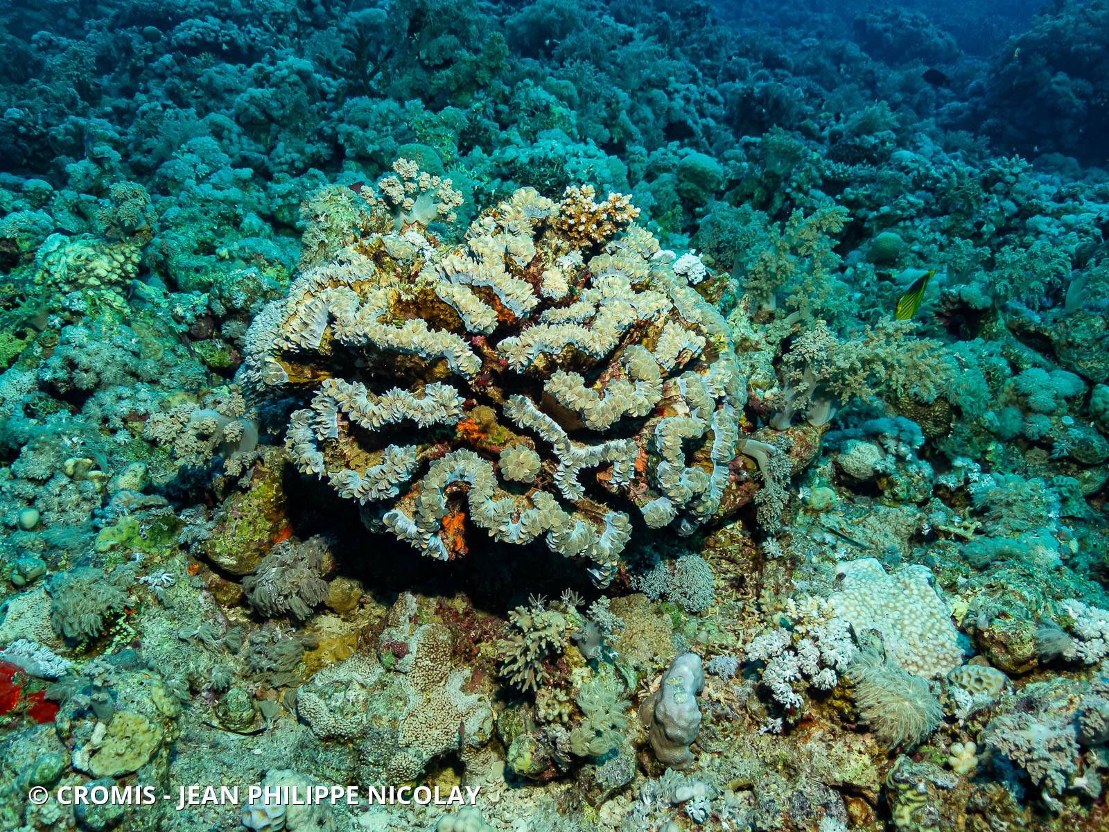 Corail à bulles sinueux